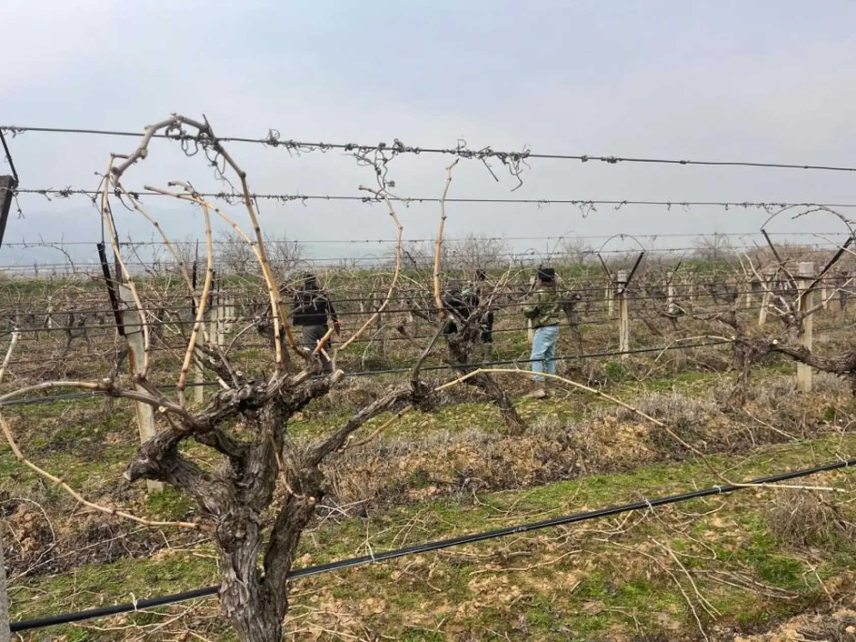 Budanan asmalardan kesilen çubuklar gübreye dönüşüyor
