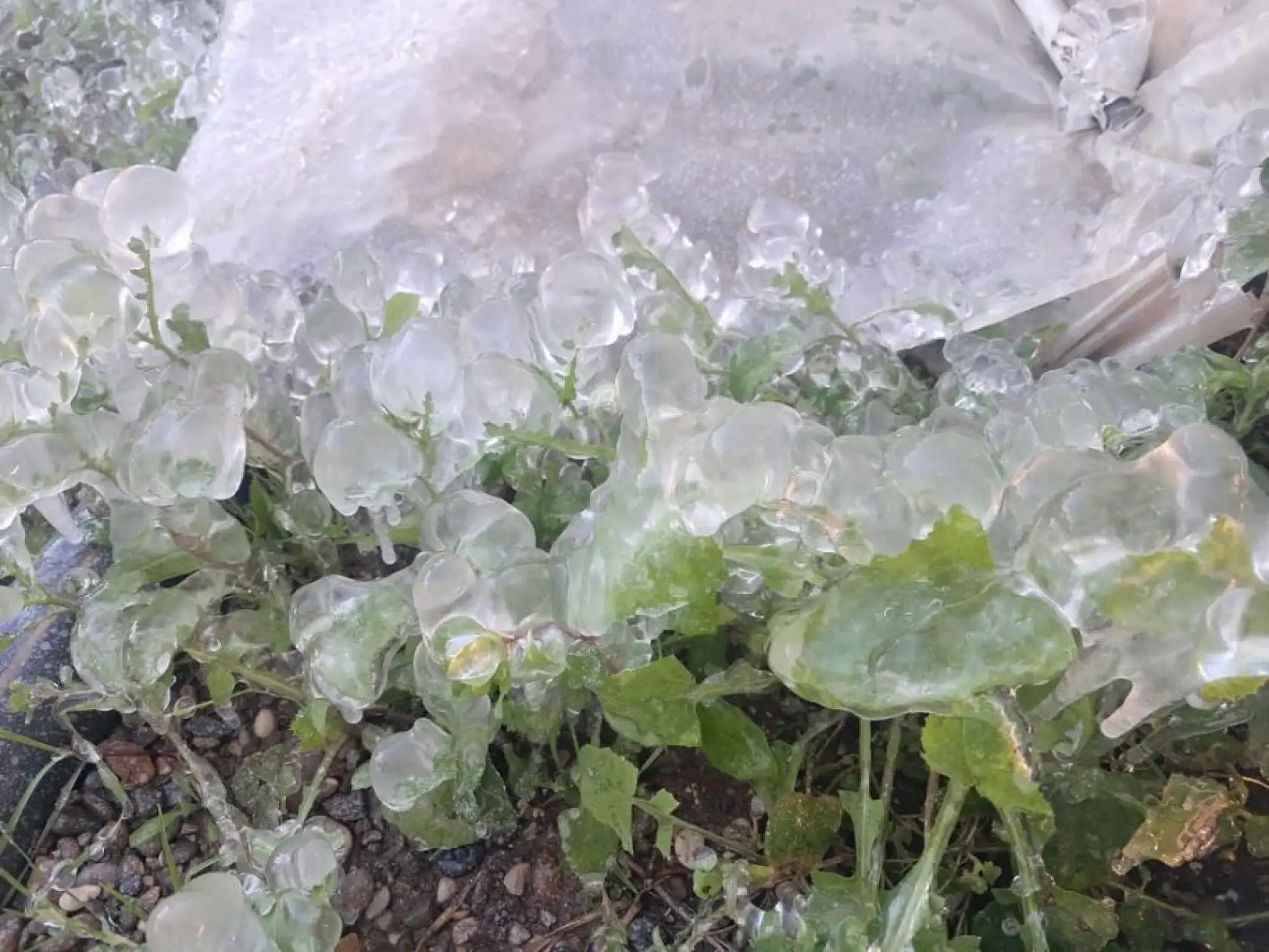 Çiftçiler don tehlikesine karşı soba yakıp nöbet tutuyor