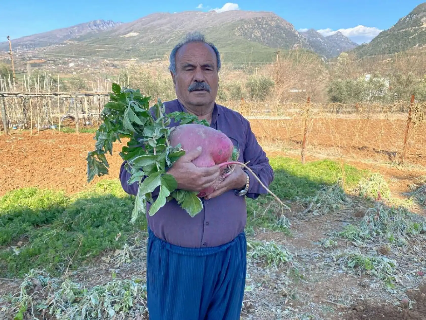 Emekli öğretmenin hobi bahçesinde yetiştirdiği dev turp görenleri şaşkına çevirdi