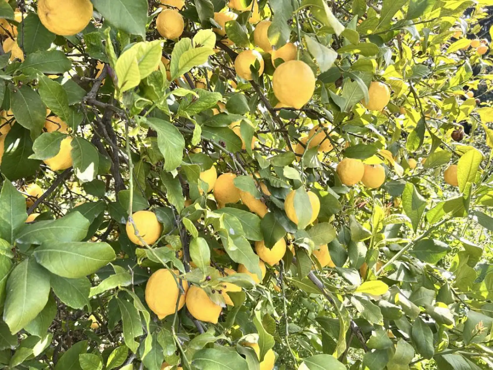 Üreticinin önlemiyle zirai dondan kurtulan limon bahçede 15 TL'den alıcı buluyor