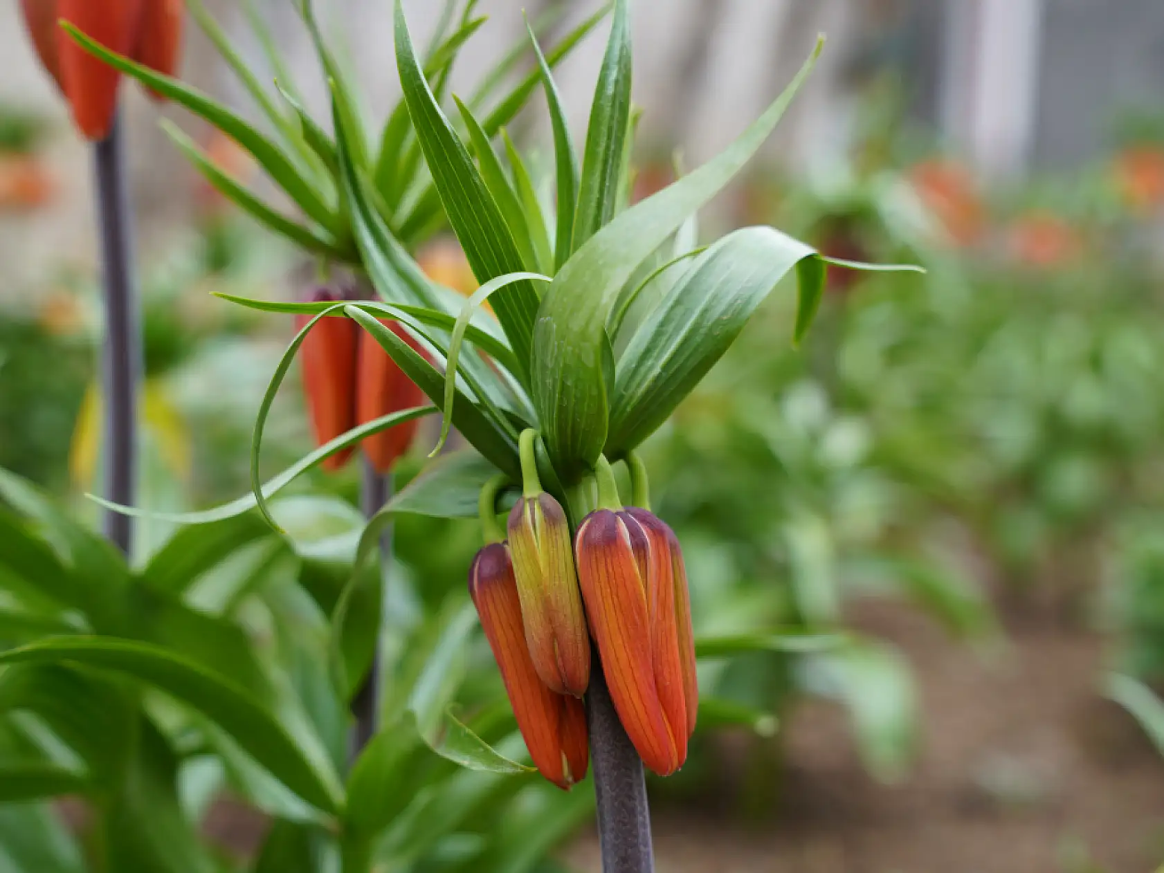 Ters laleri koparana 244 bin lira ceza