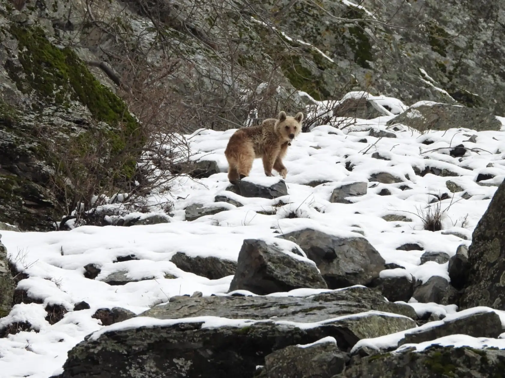 Kış uykusundan uyanan boz ayı yiyecek ararken görüntülendi