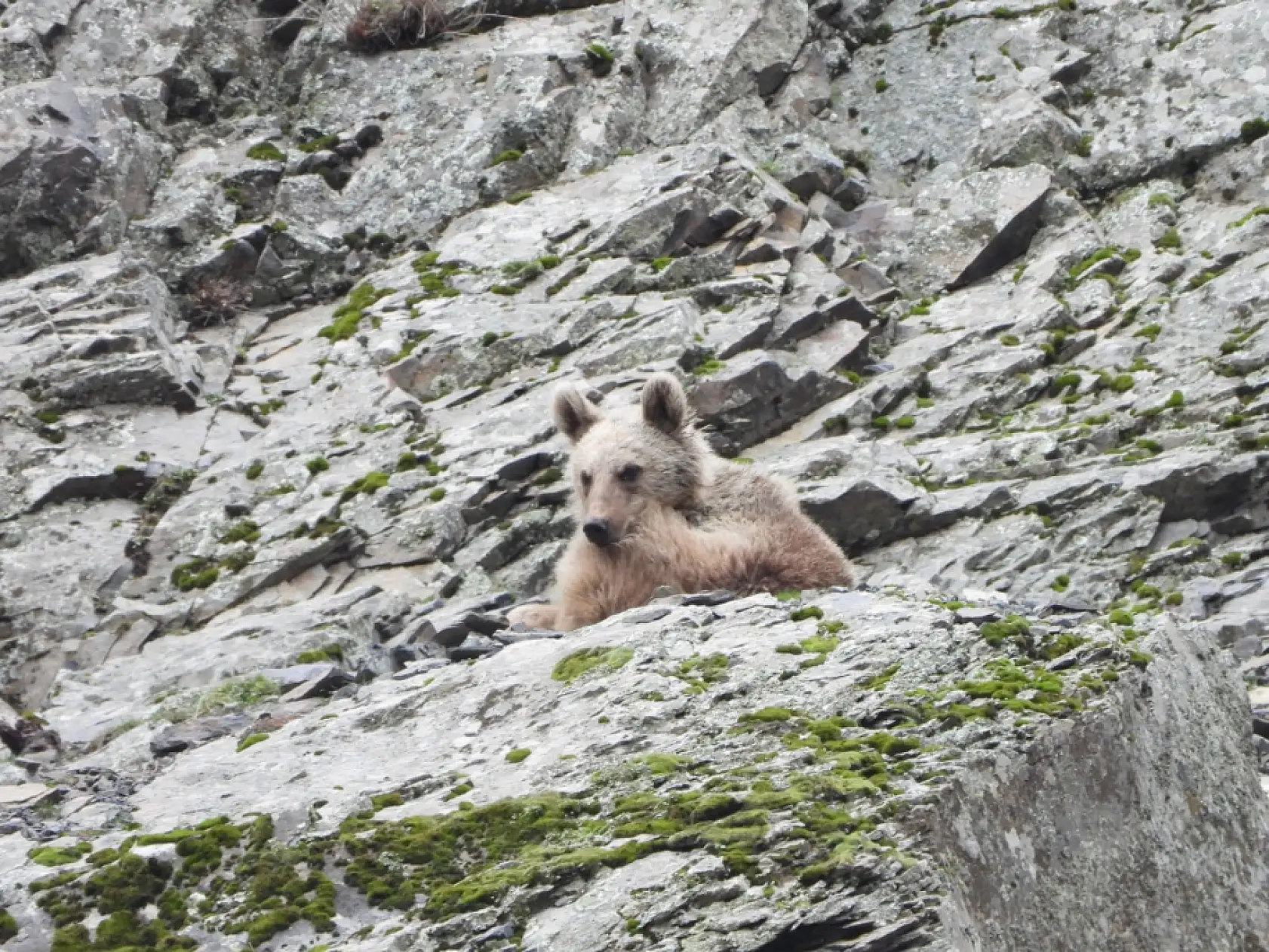 Kış uykusundan uyanan boz ayı yiyecek ararken görüntülendi
