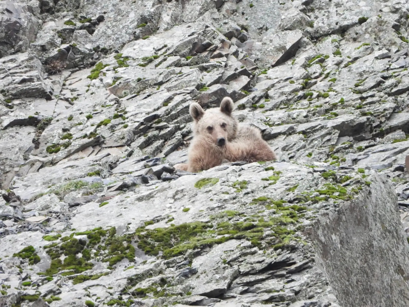 Kış uykusundan uyanan boz ayı yiyecek ararken görüntülendi