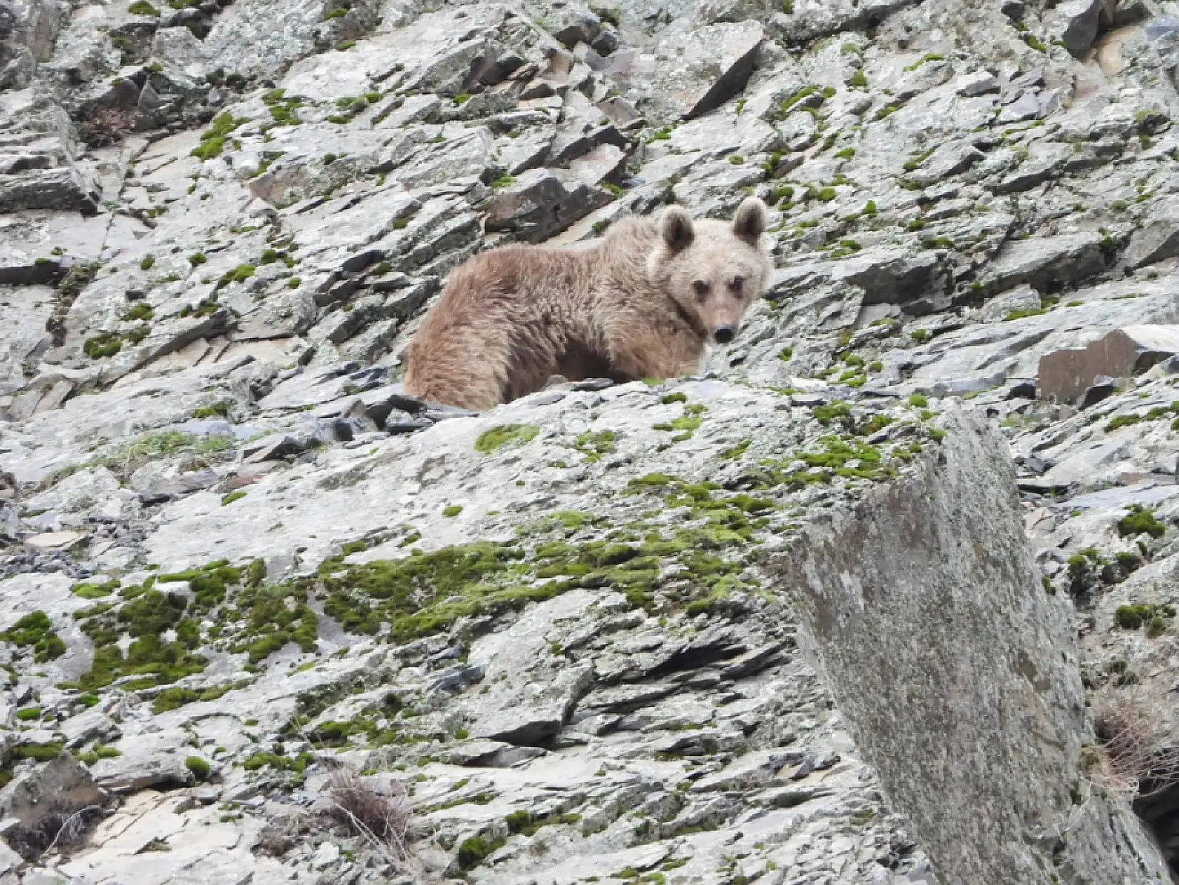 Kış uykusundan uyanan boz ayı yiyecek ararken görüntülendi