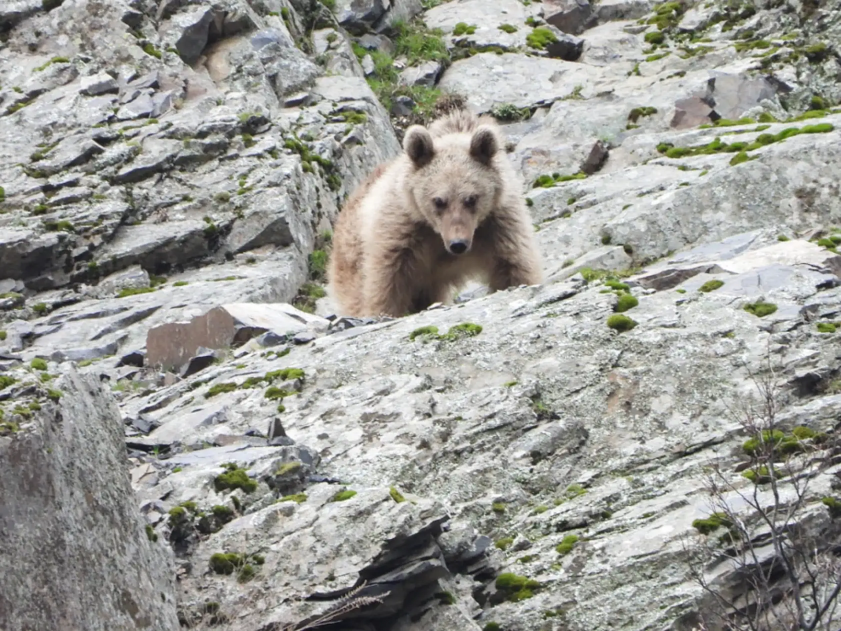 Kış uykusundan uyanan boz ayı yiyecek ararken görüntülendi