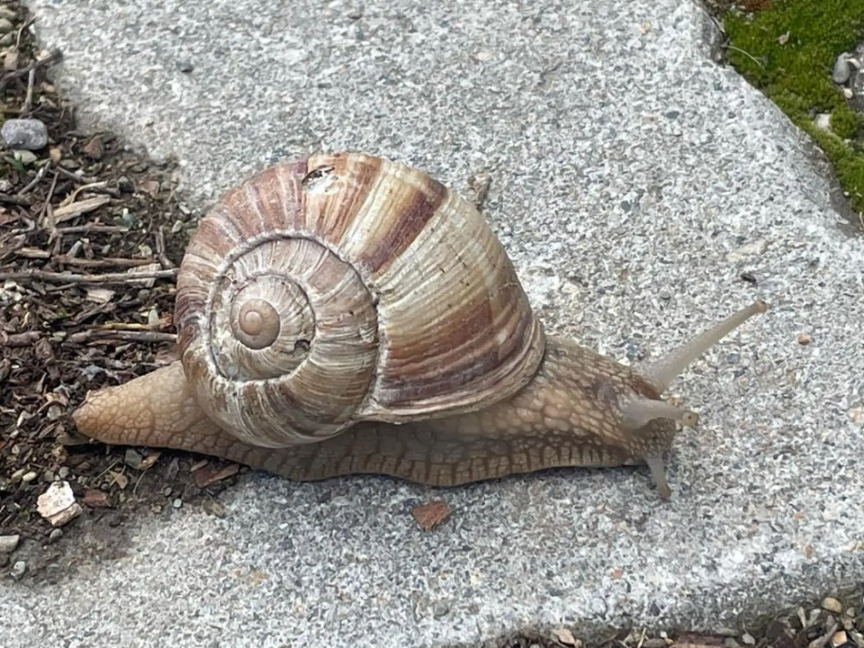Yumuşayan topraktan çıkmaya başladı kilosu 35 liradan satılıyor