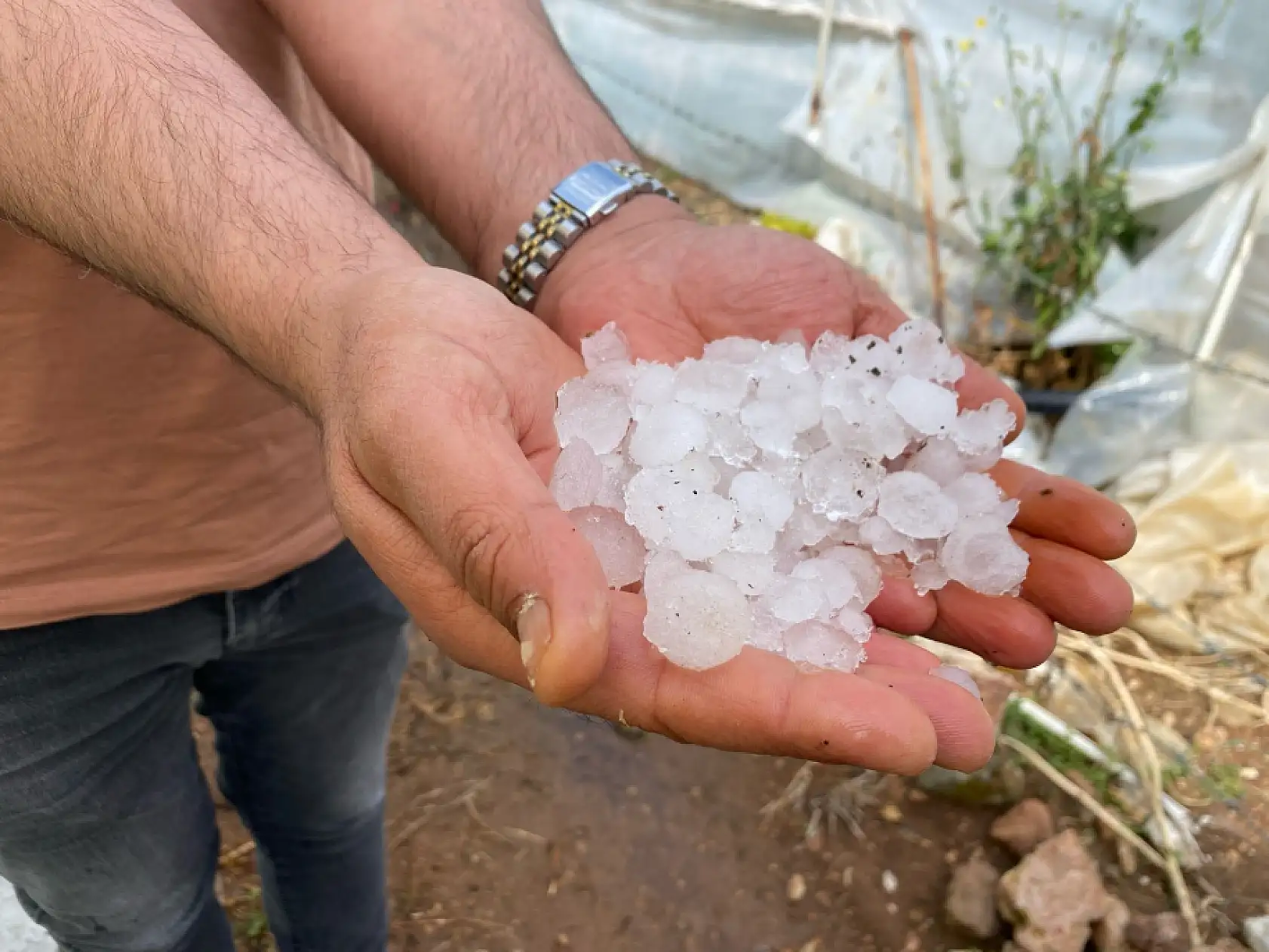 Yıldırım düşmesi sonucu yanan ağacı da yine dolu yağışı söndürdü