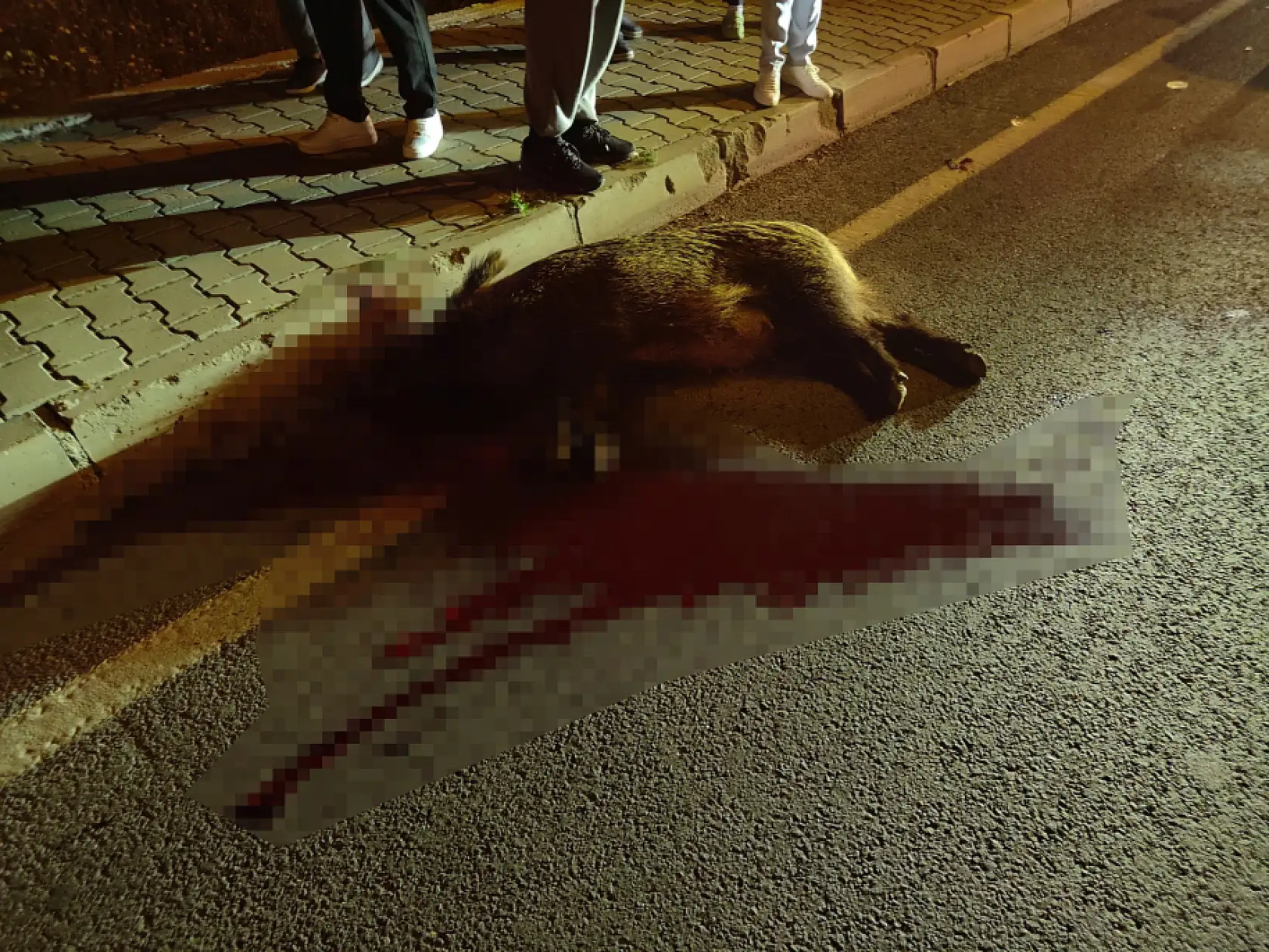 Domuz sürüsüne çarpan motosiklet sürücüsü ağır yaralandı