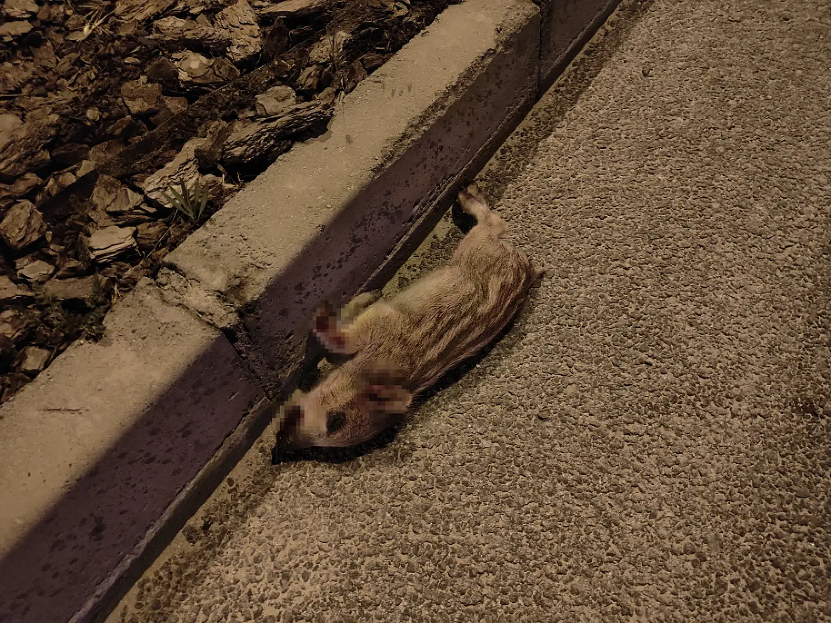 Domuz sürüsüne çarpan motosiklet sürücüsü ağır yaralandı