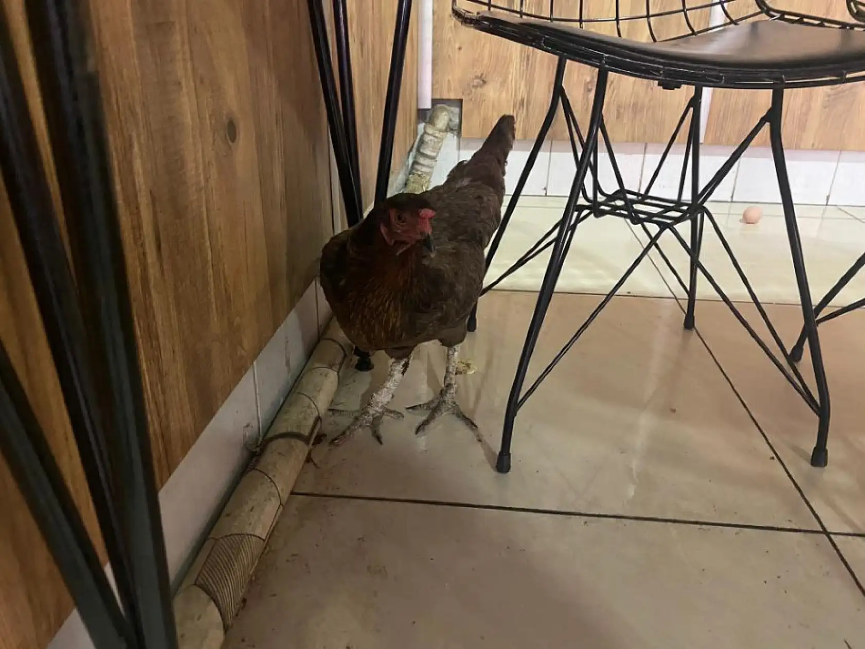 Tavuğun cesareti dönerciyi şaşkına çevirdi: Yumurtlamak için tavuk dönerciyi seçti