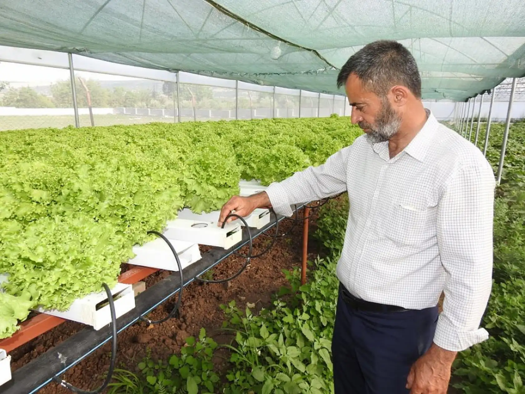 70 günde yetişen marulu topraksız tarımla 30 günde üretiyor