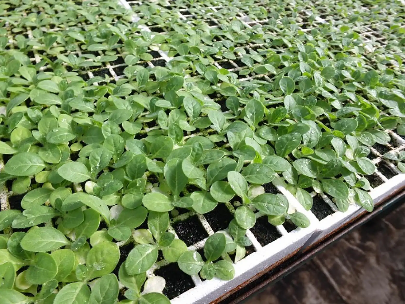 Emeklilikte toprağa döndü, binlerce fideyle umut yeşertti