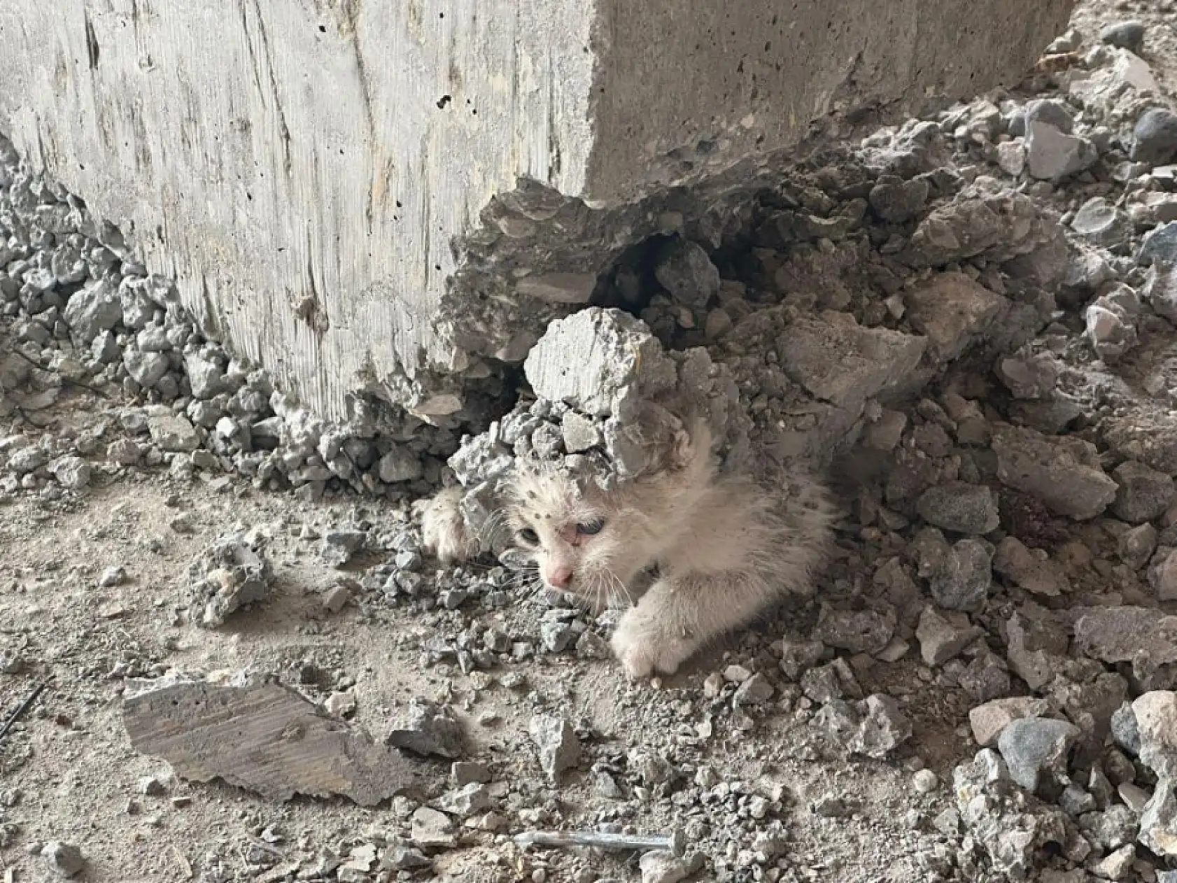 Akıl almaz olay: Beton kalıpta mahsur kalan yavru kedi kurtarıldı