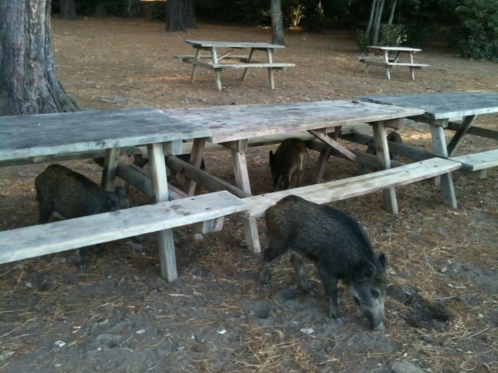 Tatilde böyle şey görülmedi! Çantayı yaban domuzları çaldı