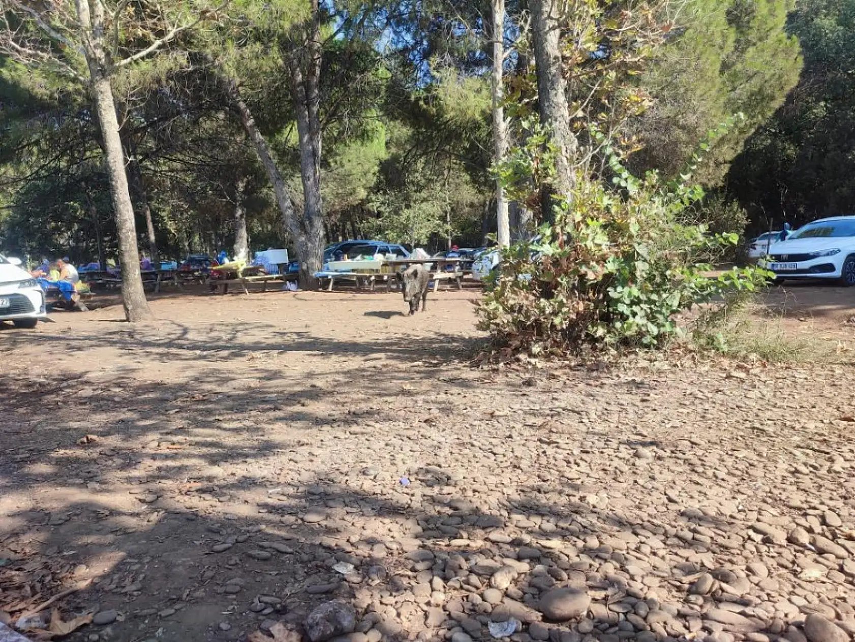 Tatilde böyle şey görülmedi! Çantayı yaban domuzları çaldı