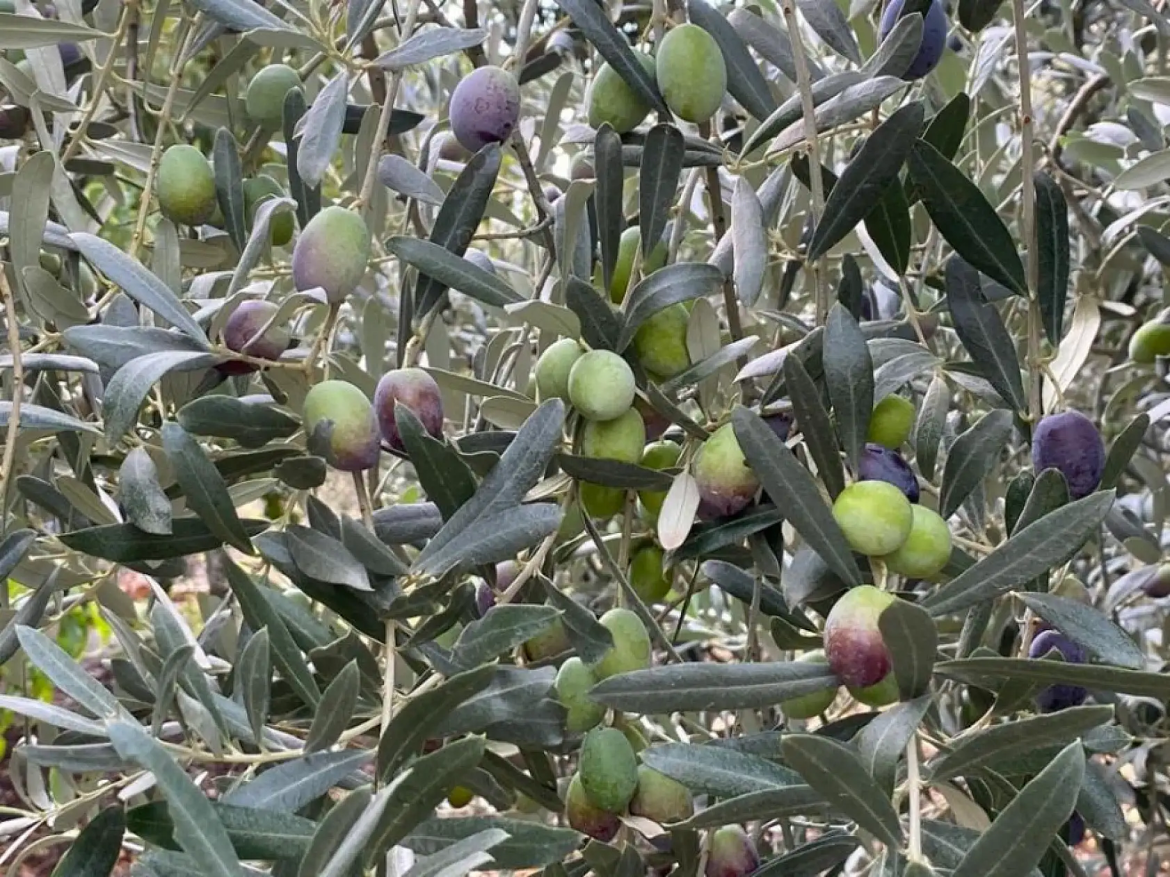 Zeytin ihracatında patlama! 7 ayda 162 milyon dolara ulaştı