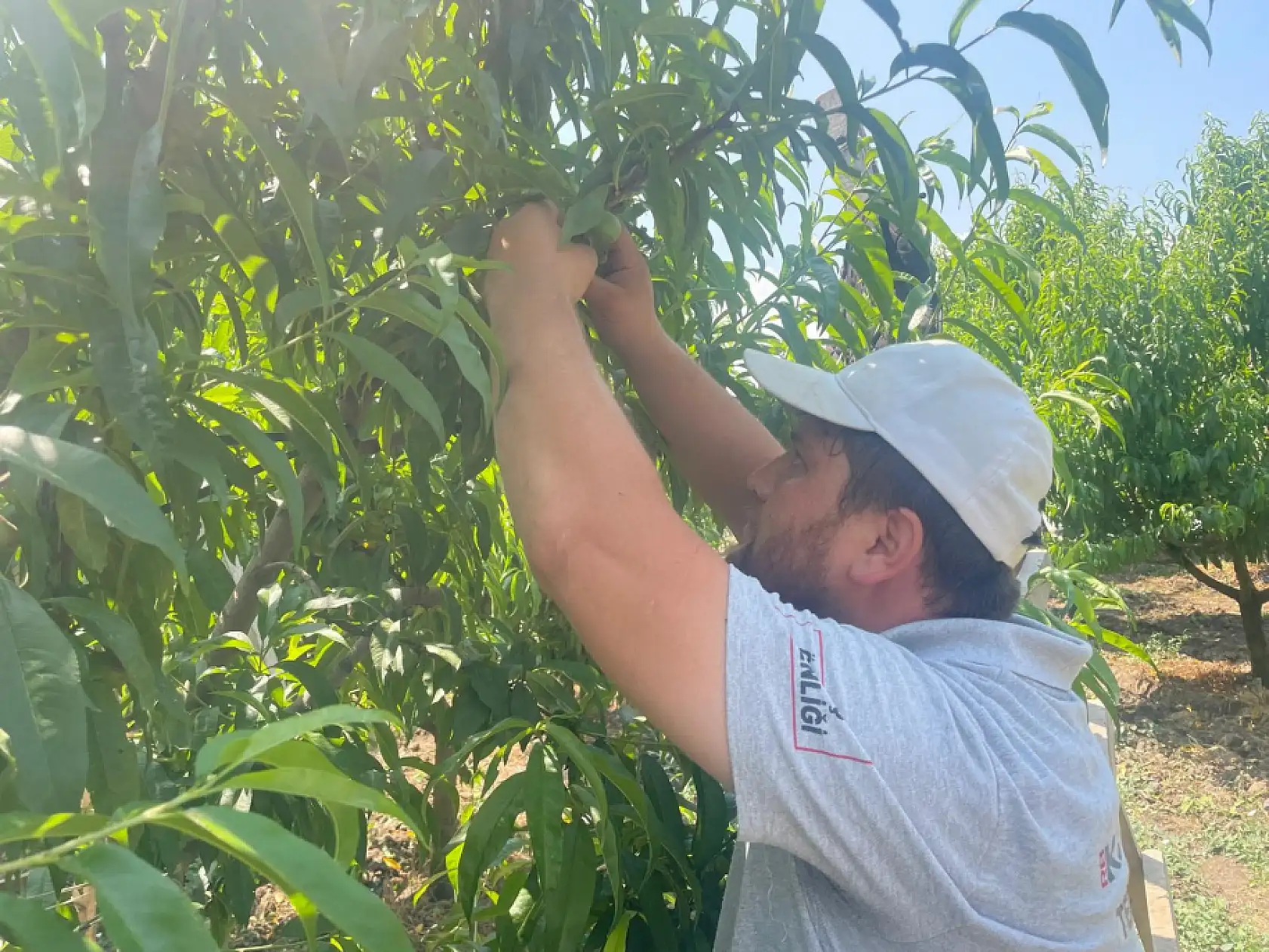 Bursa şeftalisi sezona dalında 50 lirayla başladı