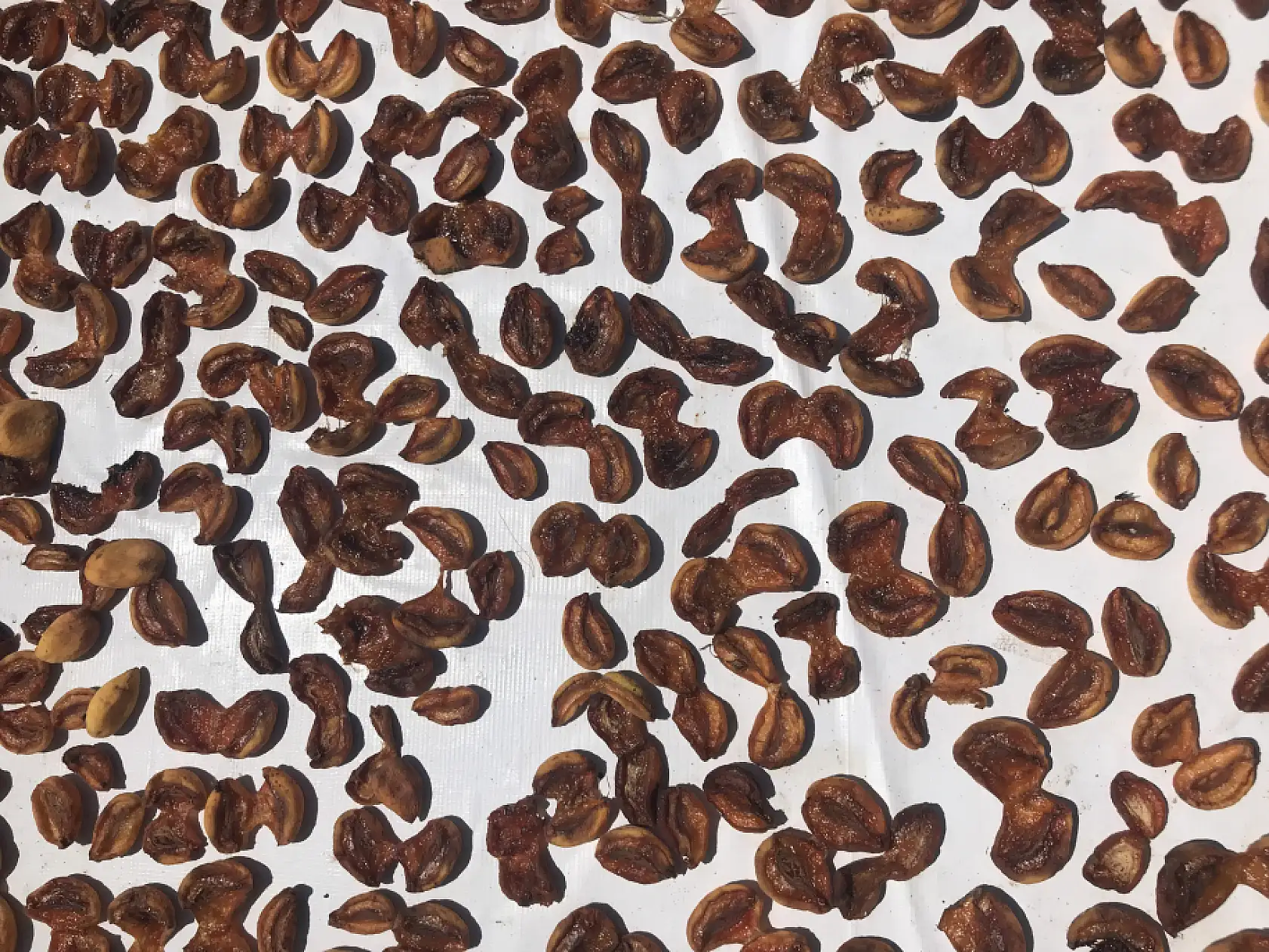 Tazesi 100 kurusu bin lira