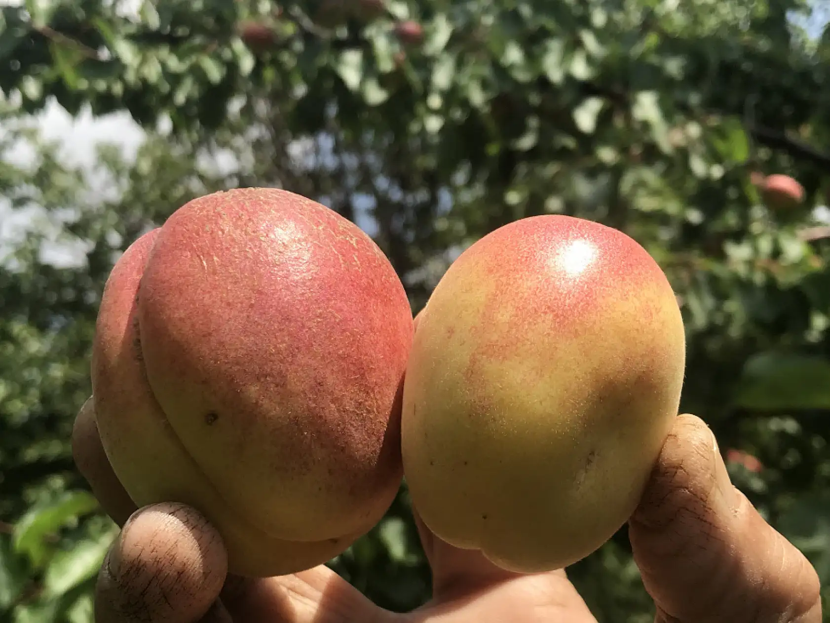 Tazesi 100 kurusu bin lira