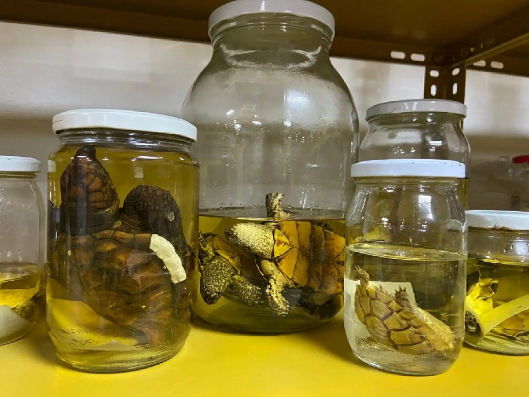 185 tür sizi bekliyor! Türkiye'deki bu müzede yılanlara dokunabilirsiniz!