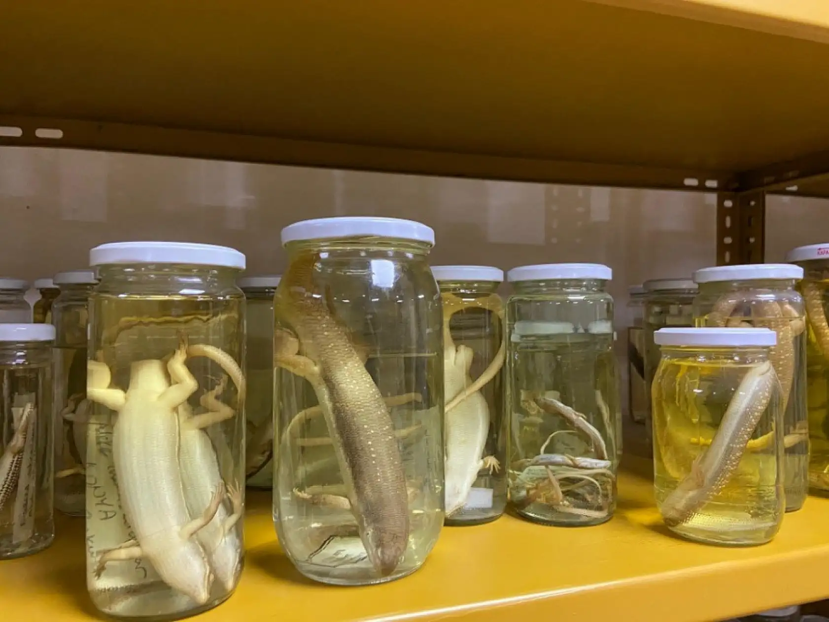 185 tür sizi bekliyor! Türkiye'deki bu müzede yılanlara dokunabilirsiniz!