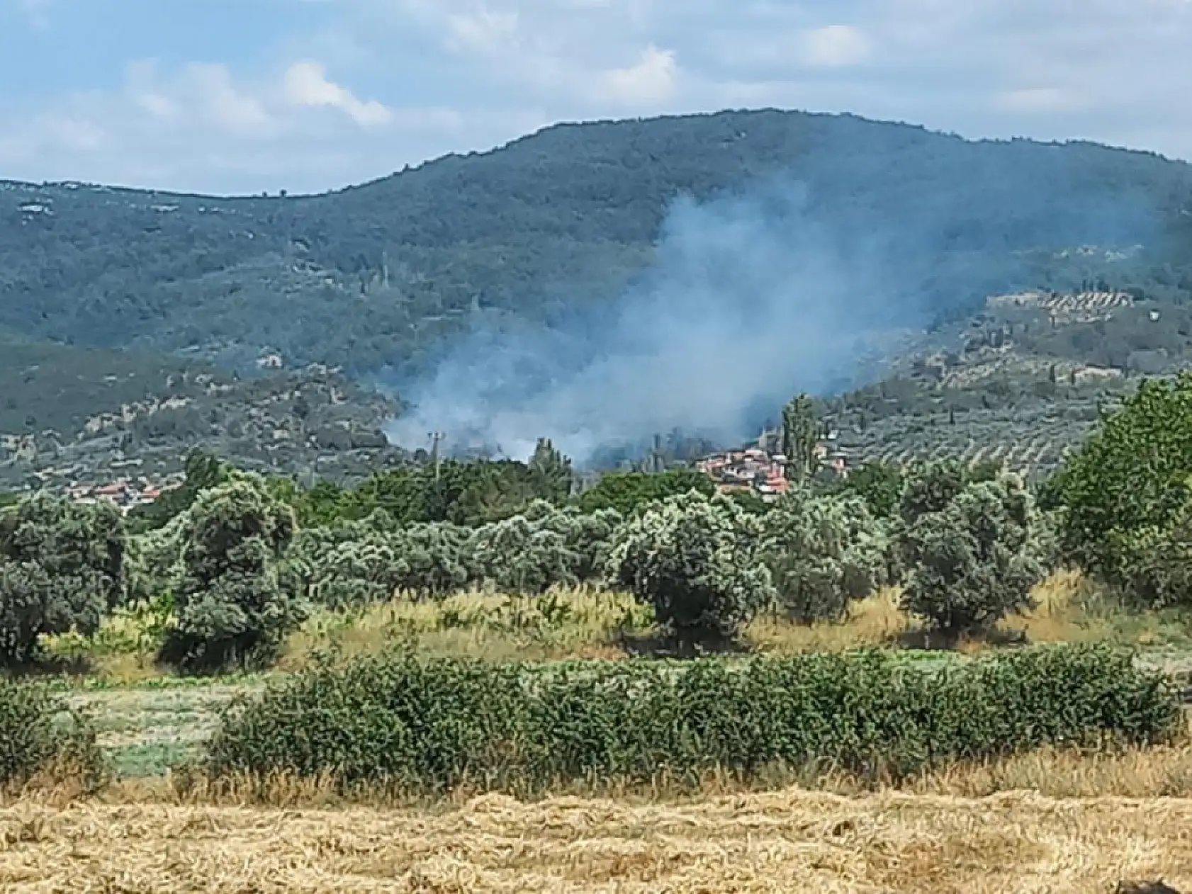 Menteşe'de zeytinlik alanda korkutan yangın