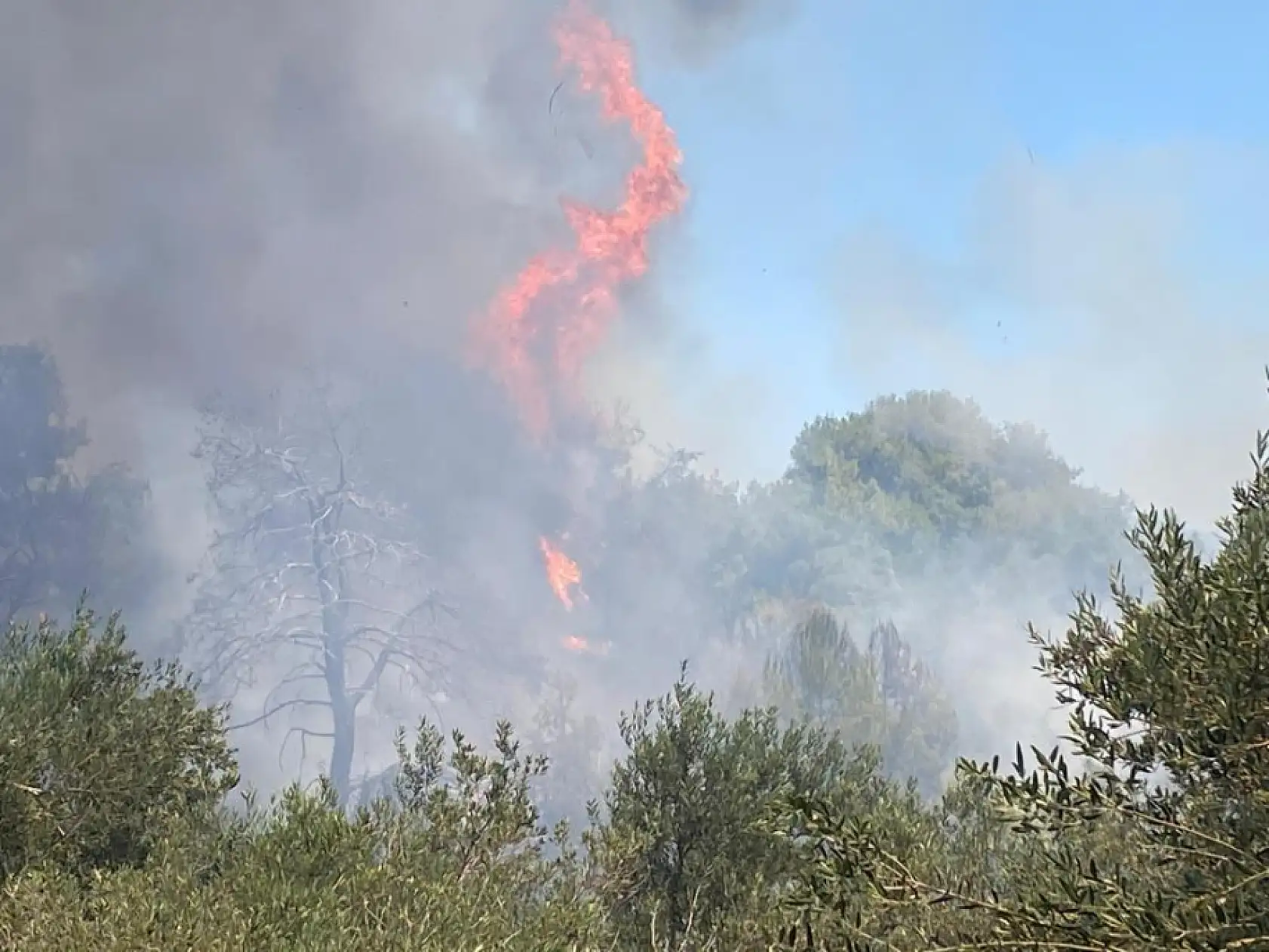 Antalya Aksu'da Alev Alev! Orman Yangını Yerleşim Alanına Dayandı