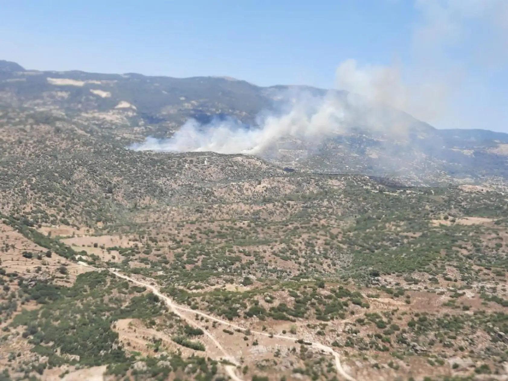 Aydın Çine'de zeytinlik alanda yangın çıktı