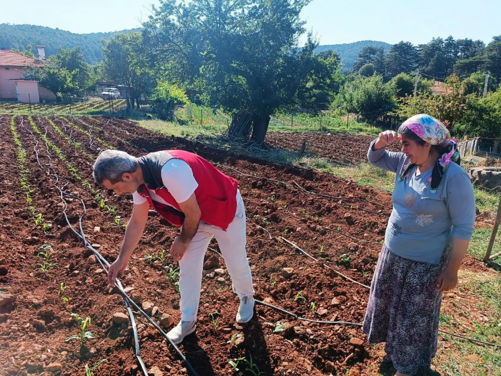 Menteşe'de tarım ekiplerinden ürün kontrolü ve çiftçi ziyareti gerçekleştirildi