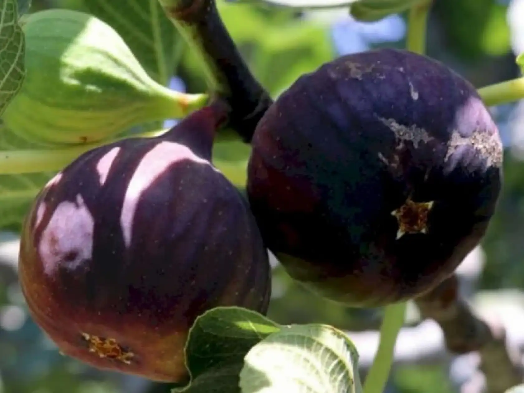 Taze İncir İhracatı Başlıyor! Bu Tarihlerde Dikkat Edin