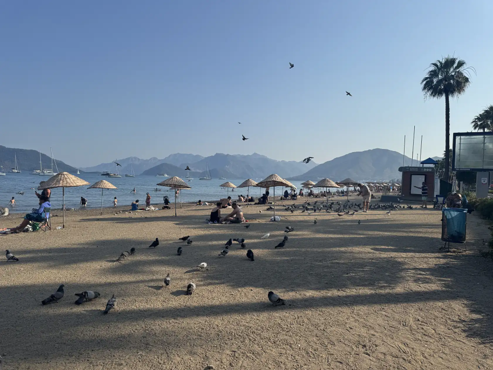 Marmaris Halk Plajı'nın kanatlı müdavimlerine vatandaşlardan ilgi