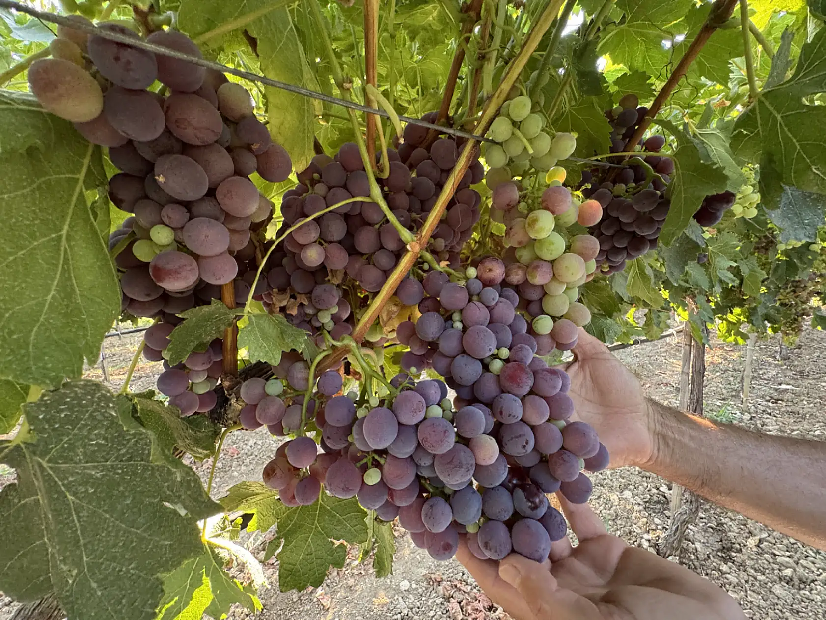 Üzümde bu yıl yüzde 25 rekolte bekleniyor