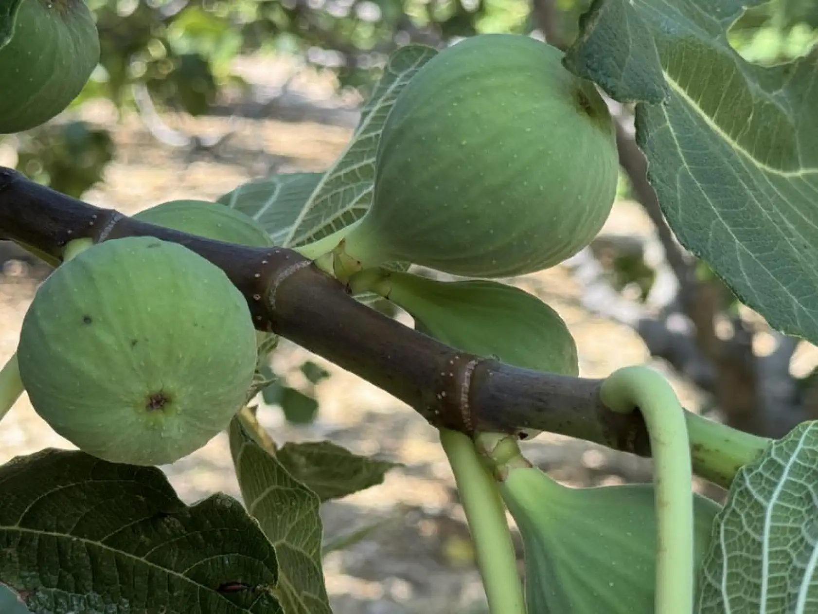 Sıcak Hava Siyah İncir Rekoltesini Vurdu