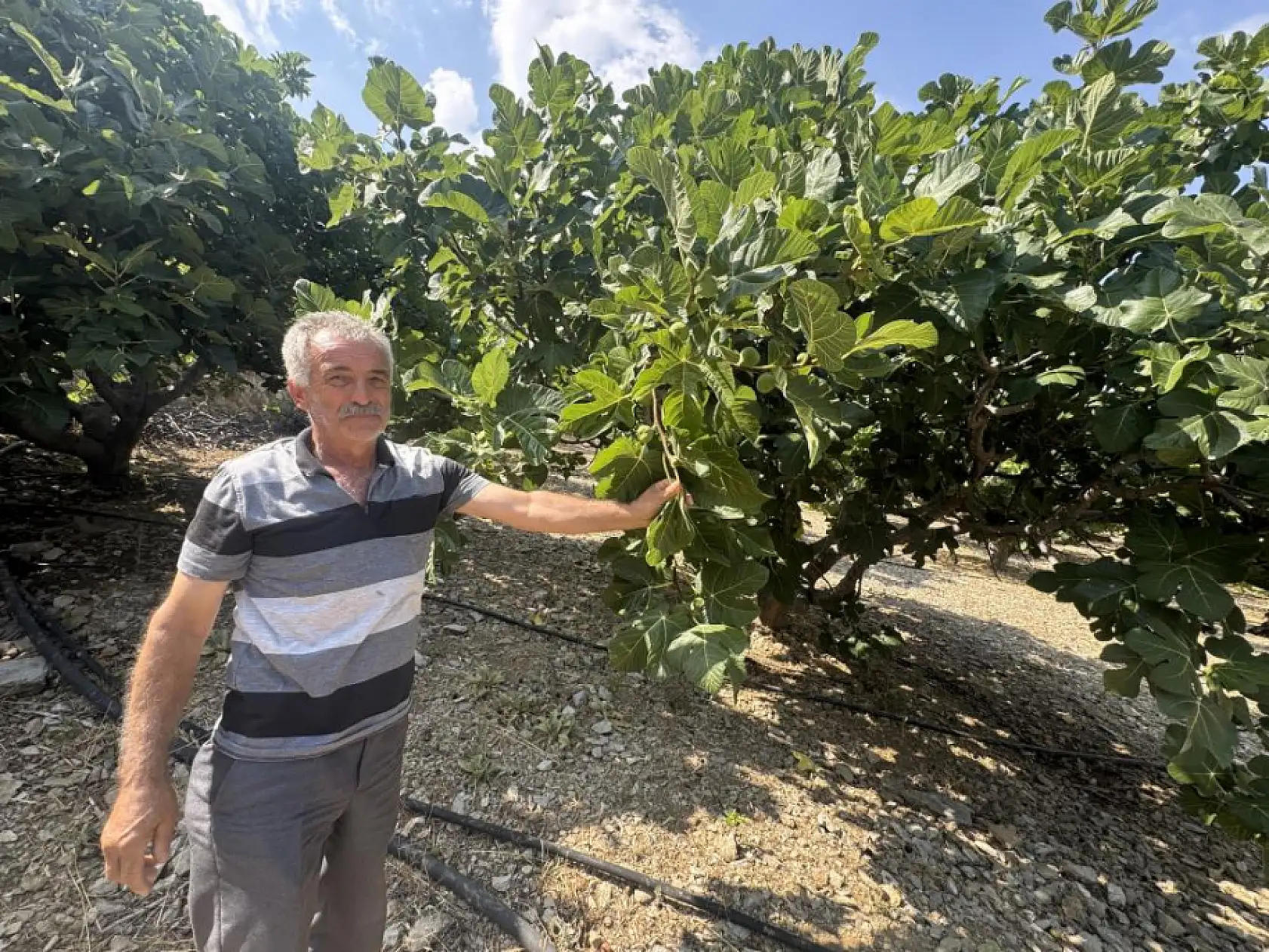 Sıcak Hava Siyah İncir Rekoltesini Vurdu