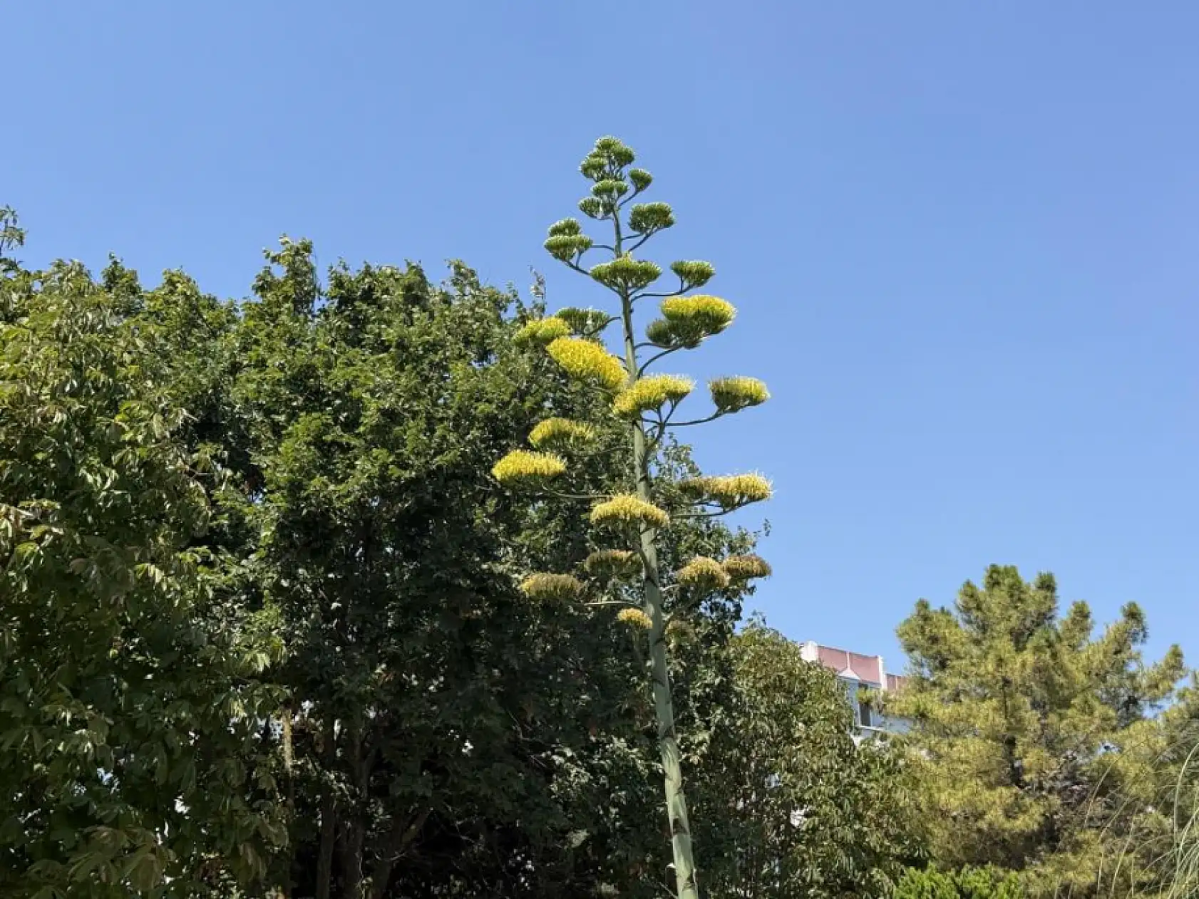 Ölmeden Önce Çiçek Açıyor! Agave Görenleri Hayran Bıraktı