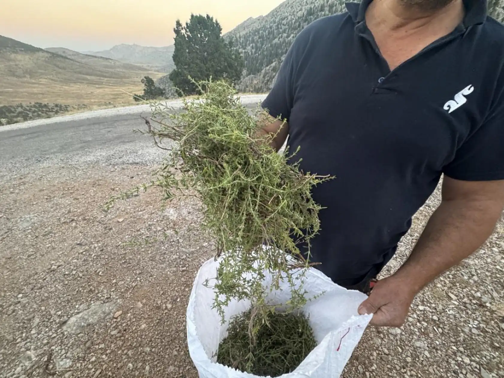 Şifalı taş kekiği için bin 800 rakımlı yaylaya çıkıyorlar