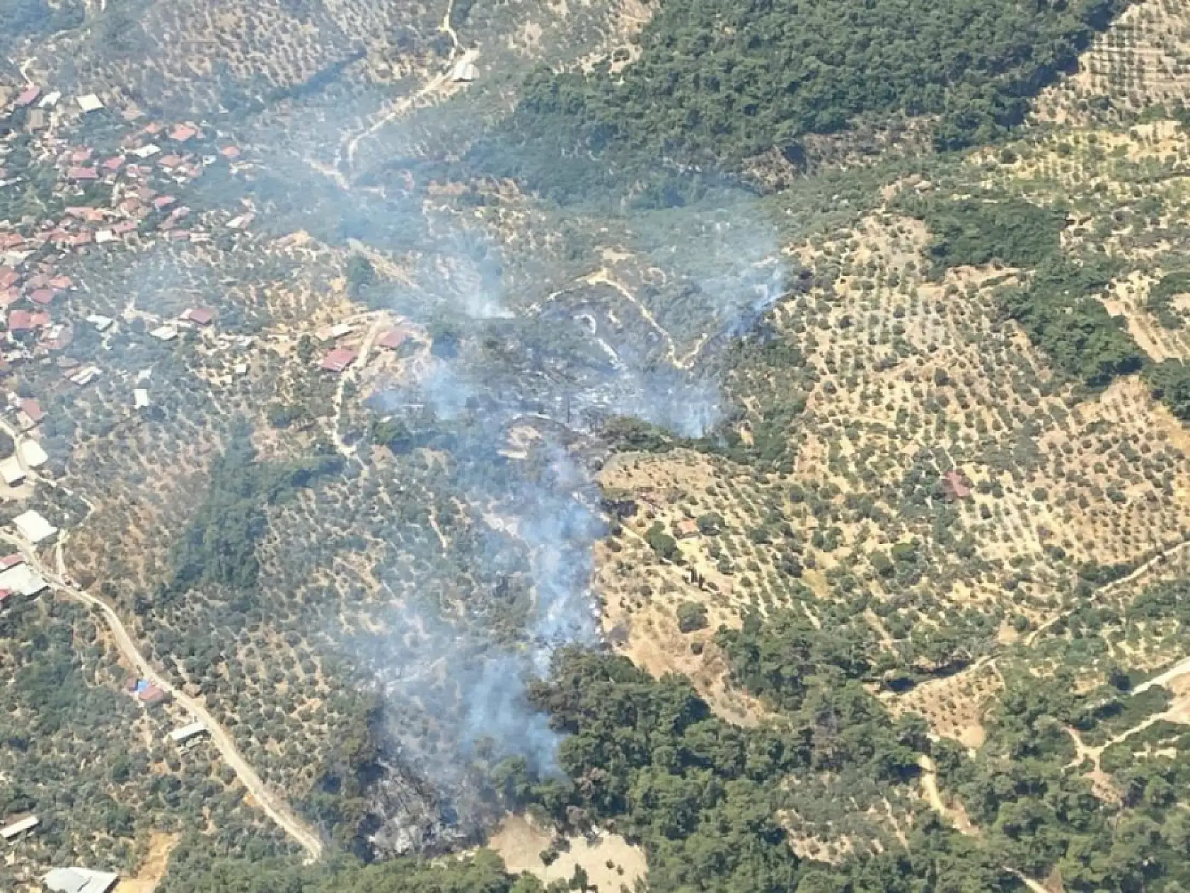 Aydın'ın Germencik İlçesinde Orman Yangını