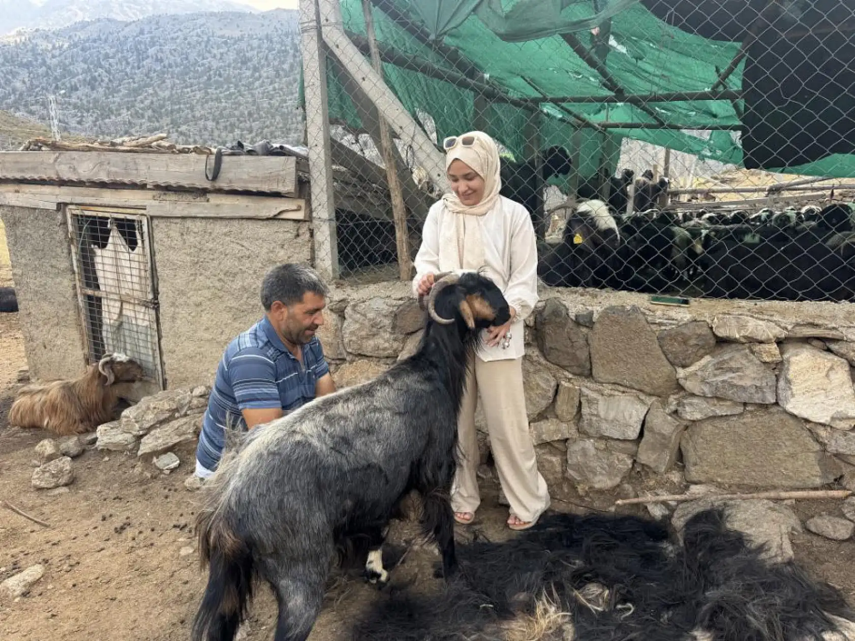 Yüzyıllardır süren Yörük kültürü 'keçi kıl kırkımı'