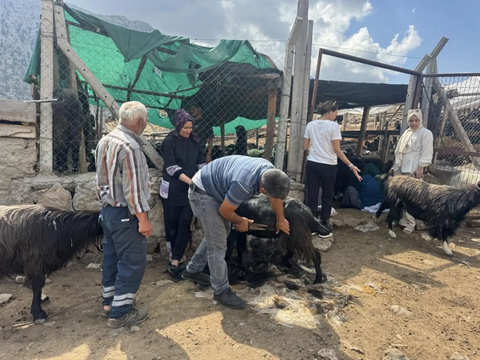 Yüzyıllardır süren Yörük kültürü 'keçi kıl kırkımı'