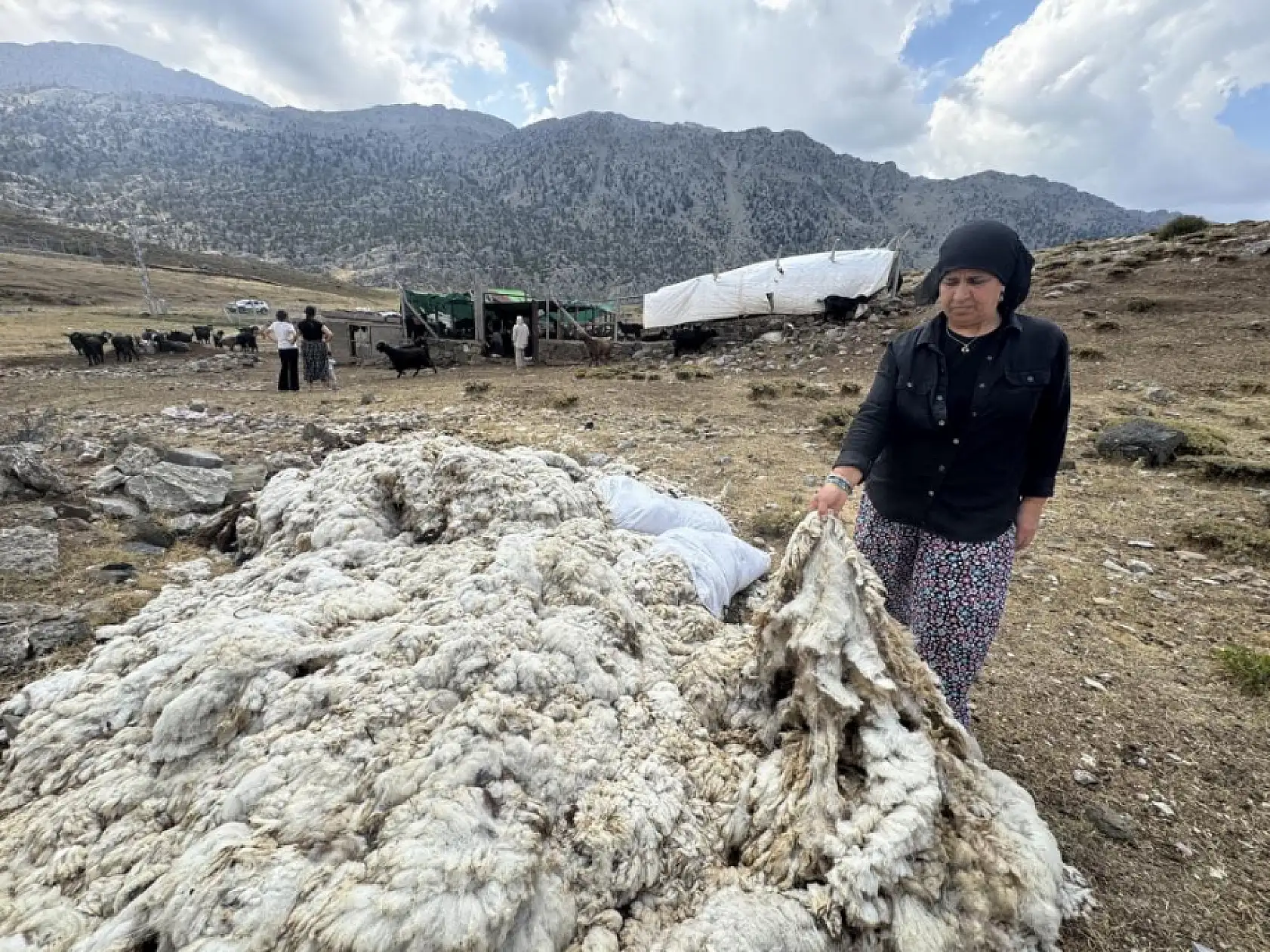 Yüzyıllardır süren Yörük kültürü 'keçi kıl kırkımı'