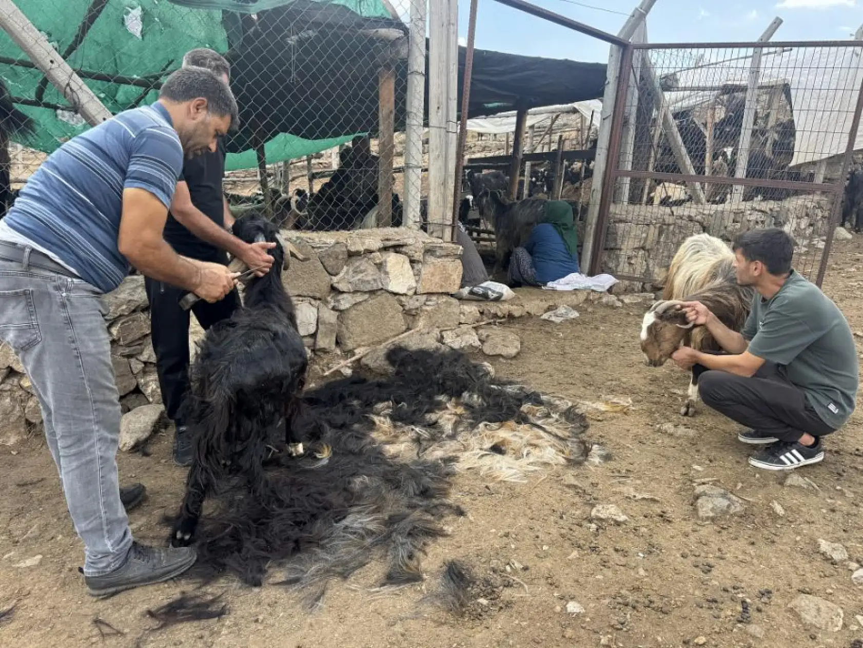 Yüzyıllardır süren Yörük kültürü 'keçi kıl kırkımı'