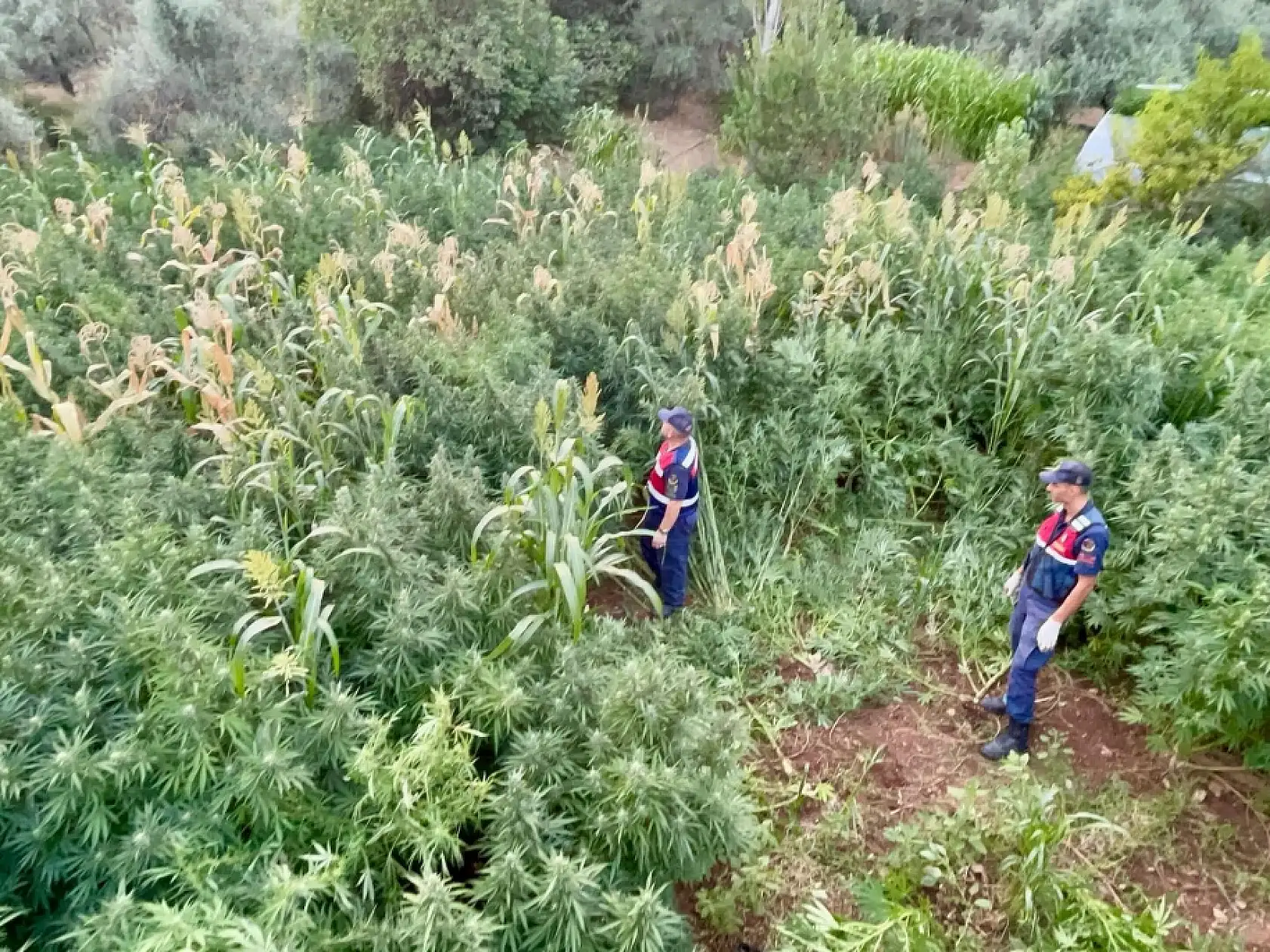 Köyceğiz'de mısır tarlası zehir tarlası çıktı