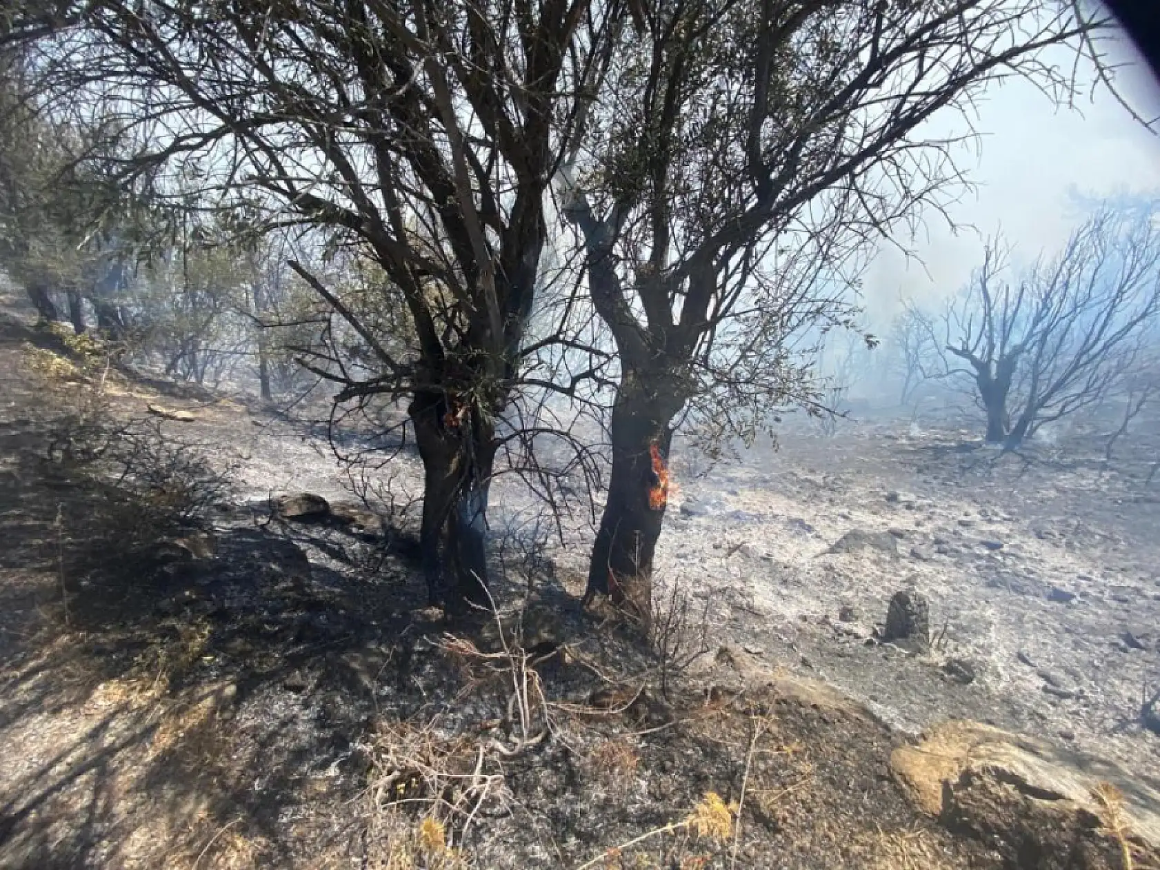 İzmir'de ormanlık alanda yangın çıktı: Havadan ve karadan müdahale başladı
