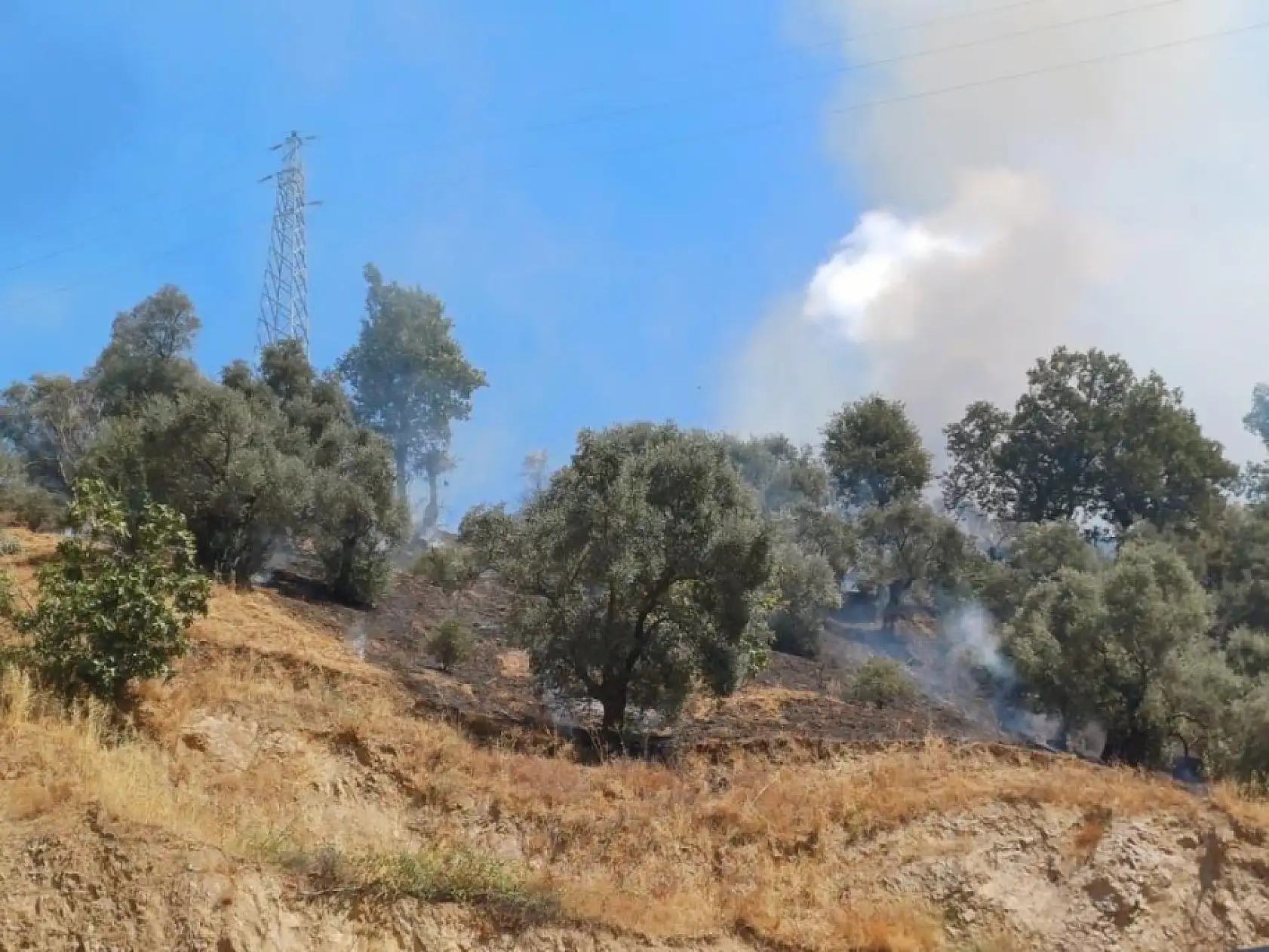 Aydın'da zirai alan yangını