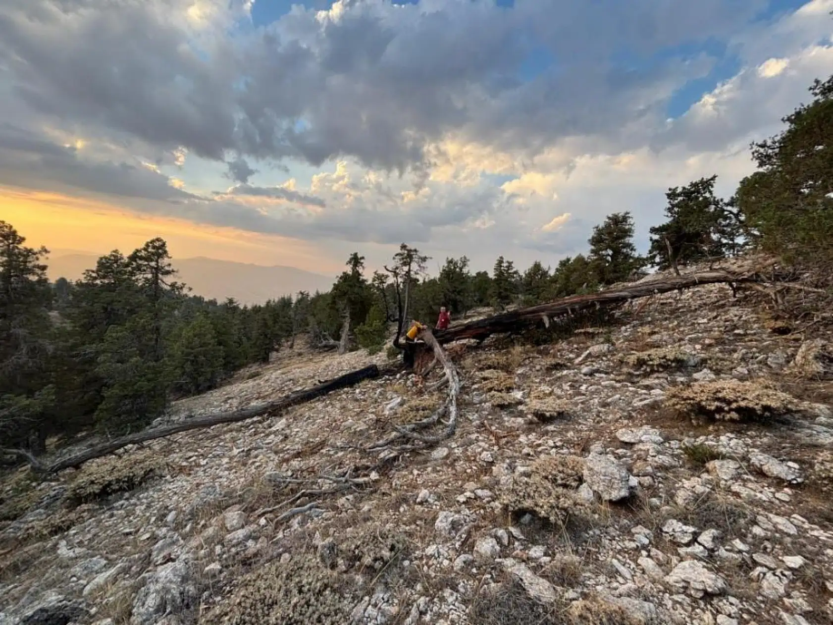 Ağaca düşen yıldırım yangına neden oldu