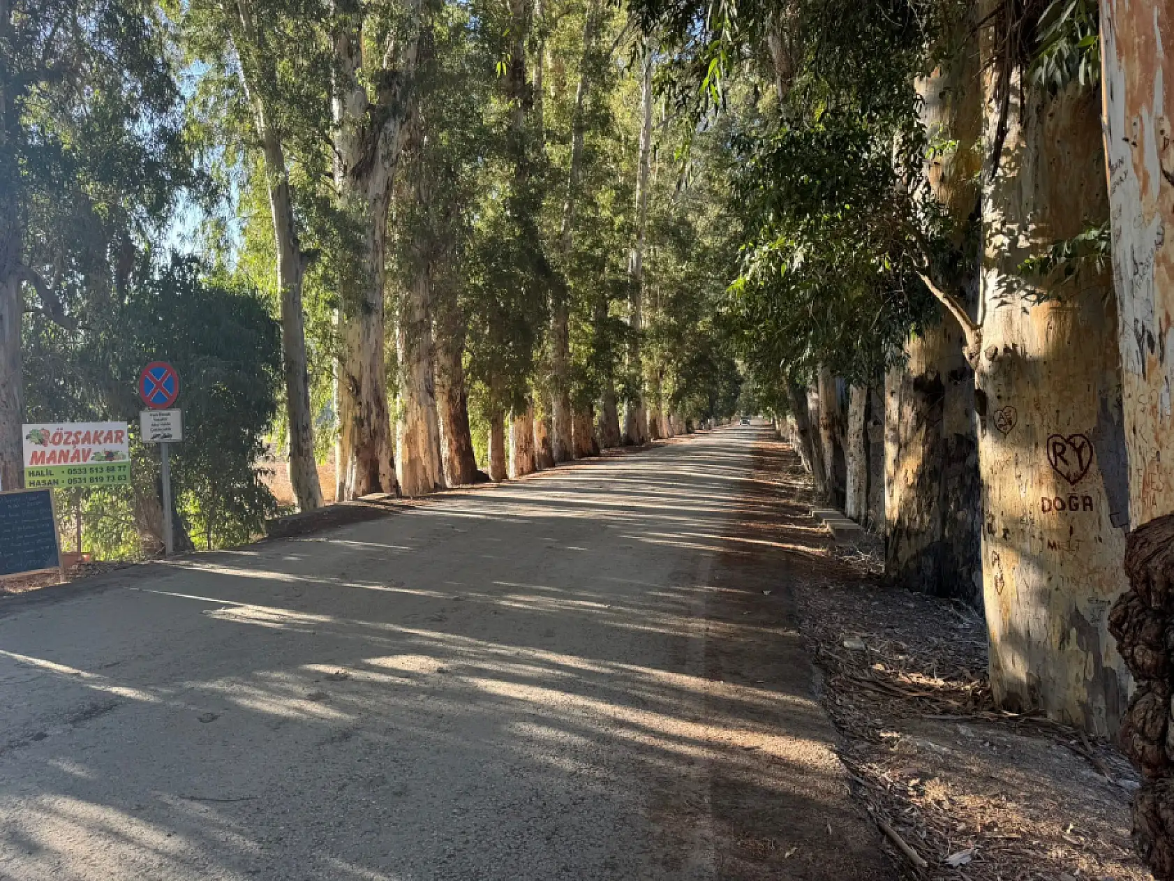 Ula'da muhtar ağaçlara yazı yazanları tabela ile uyardı