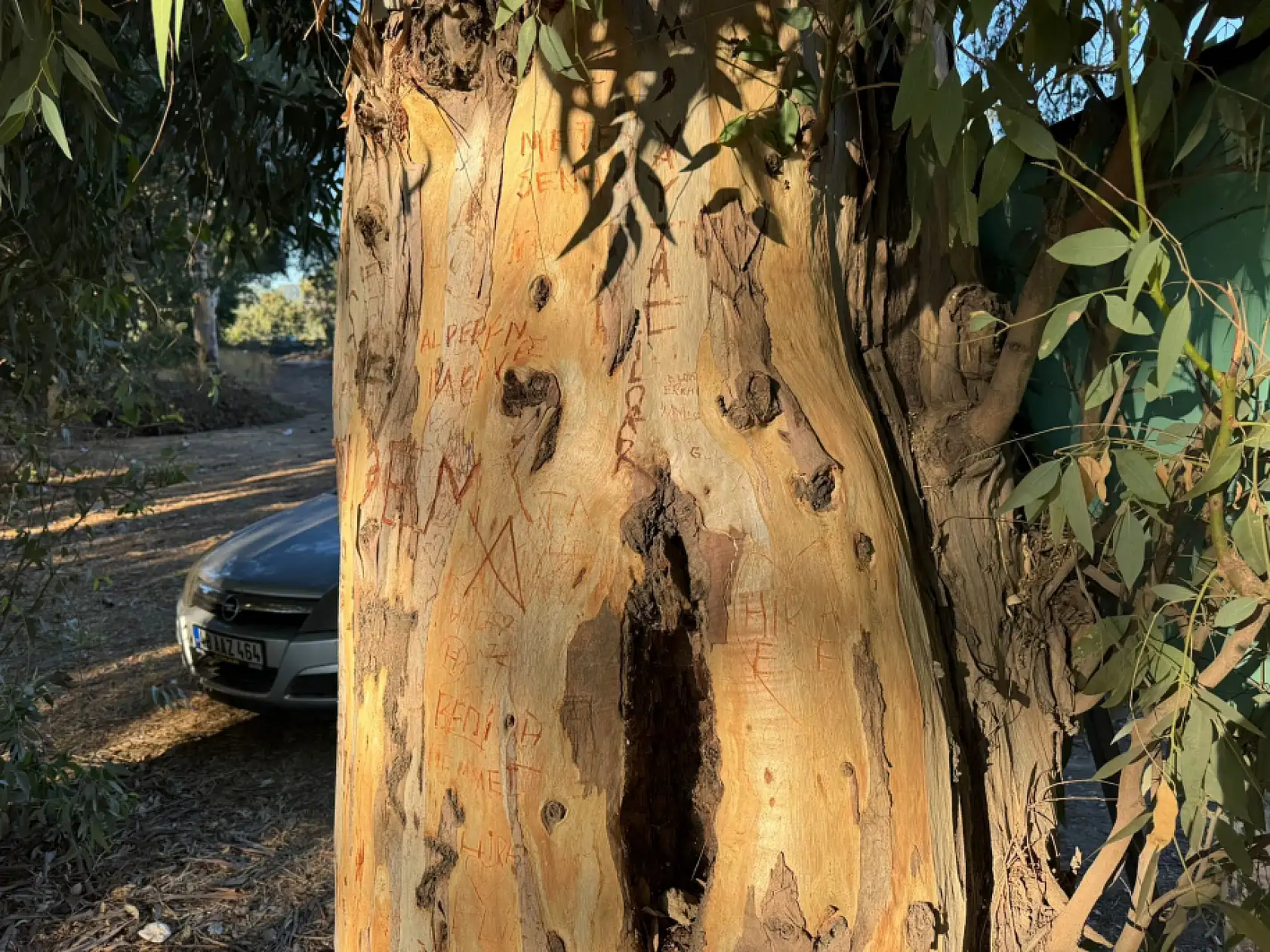 Ula'da muhtar ağaçlara yazı yazanları tabela ile uyardı