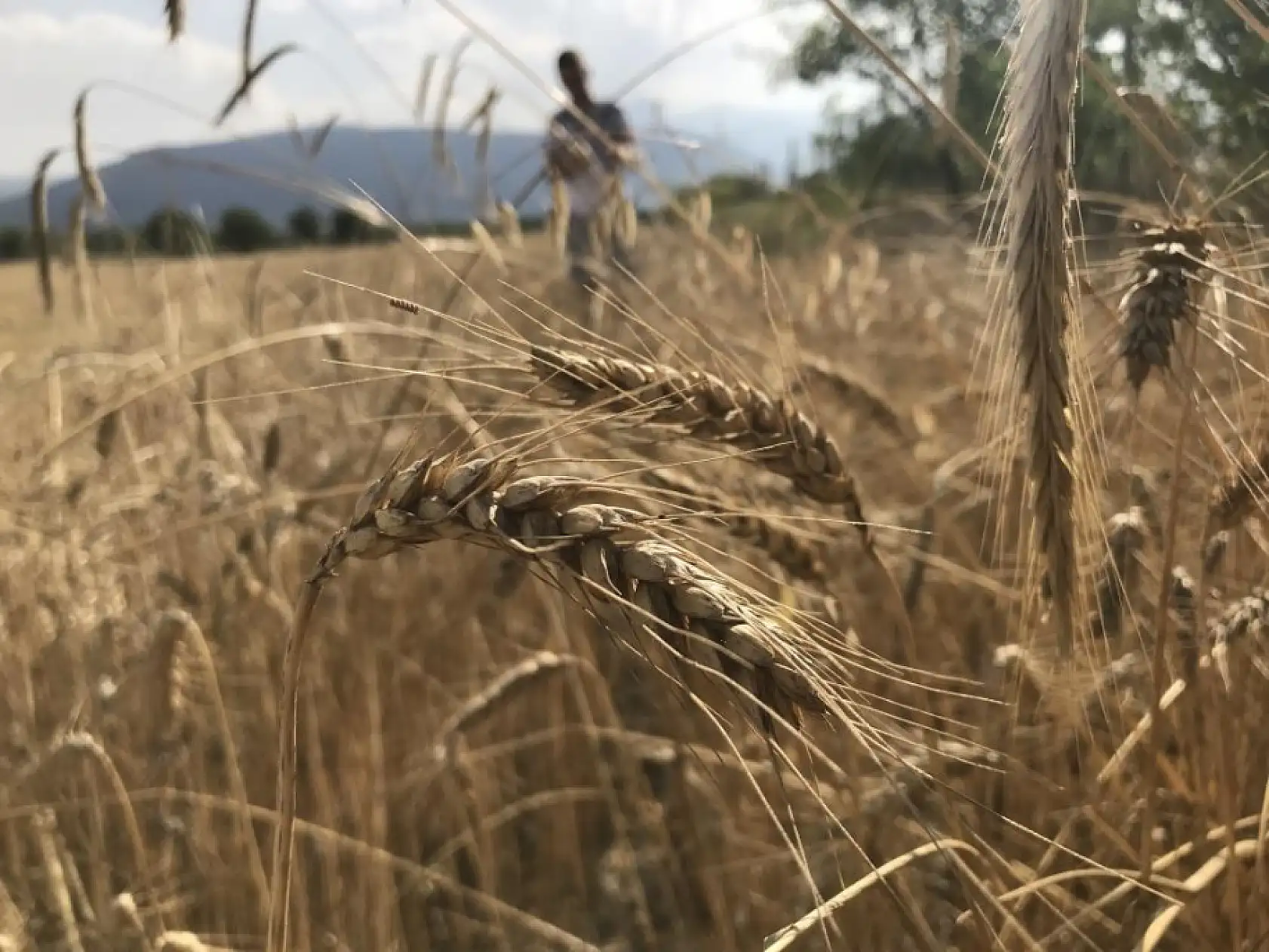 Dünya Hububat Üretiminde Rekor Beklentisi