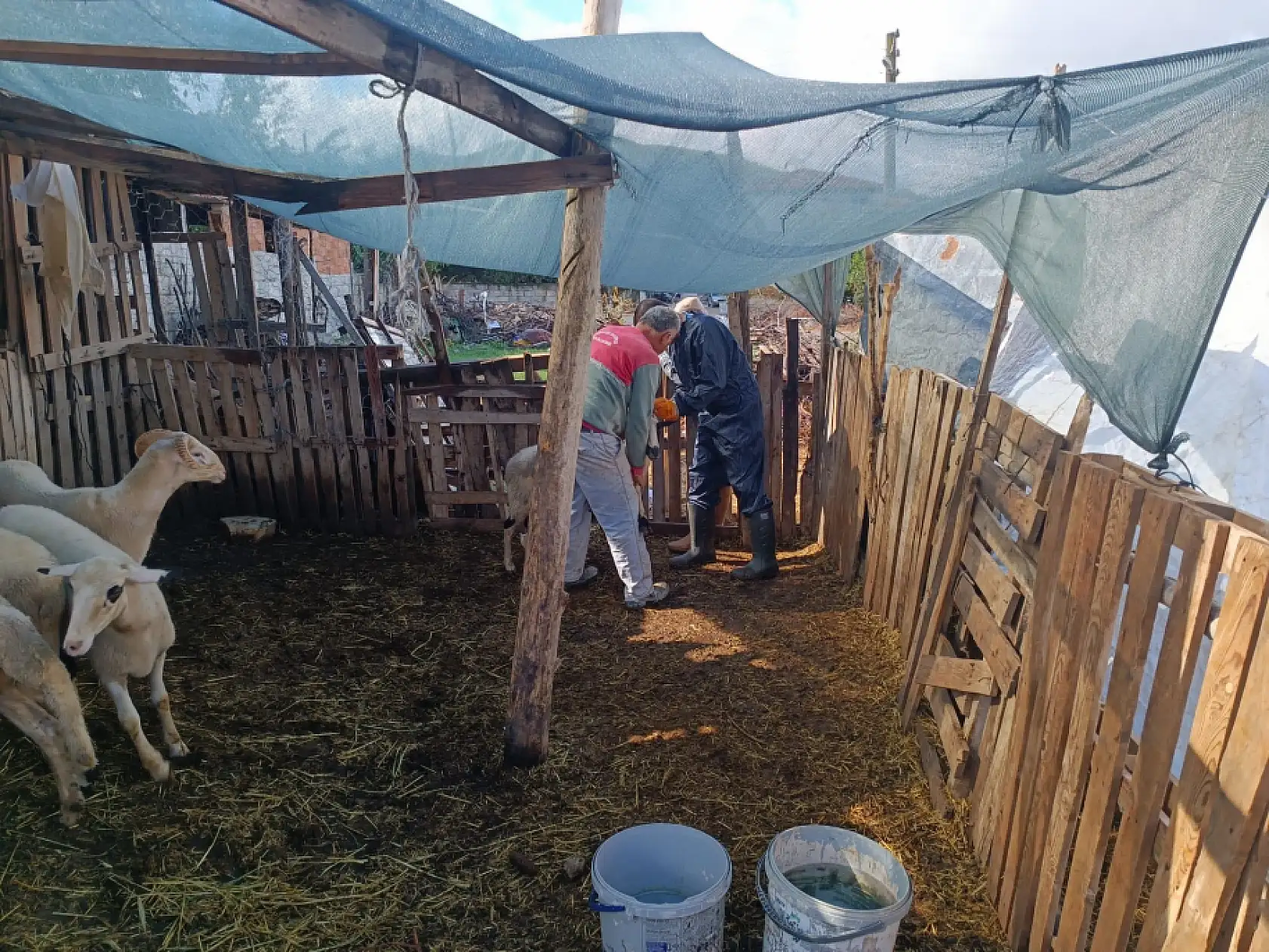 Menteşe'de şap aşısı kampanyası devam ediyor